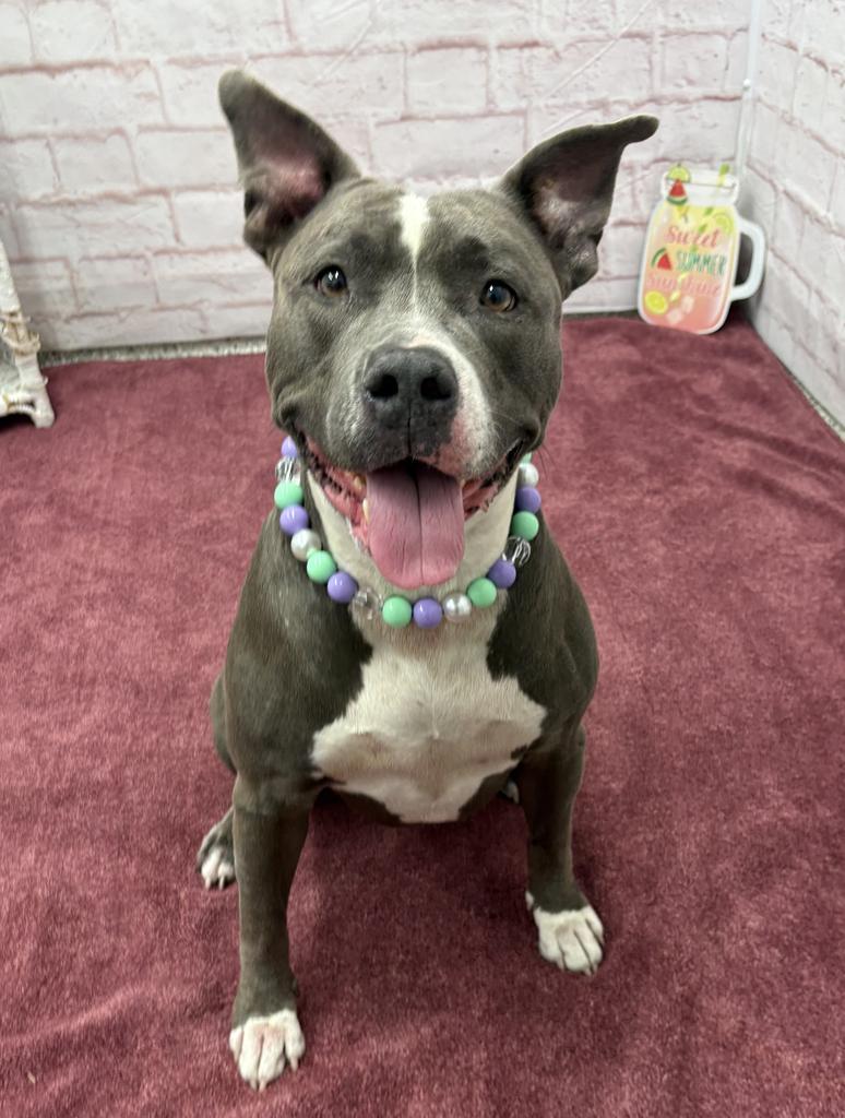 Enlarge Sassy, a Adoptable mixed breed in Detroit, MI image 1/6
