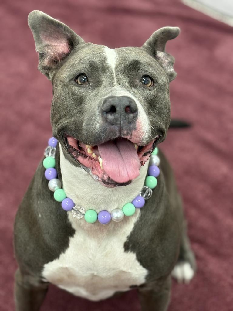 Enlarge Sassy, a Adoptable mixed breed in Detroit, MI image 2/6