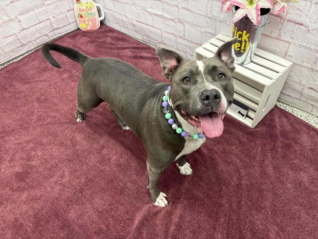 Enlarge Sassy, a Adoptable mixed breed in Detroit, MI image 3/6