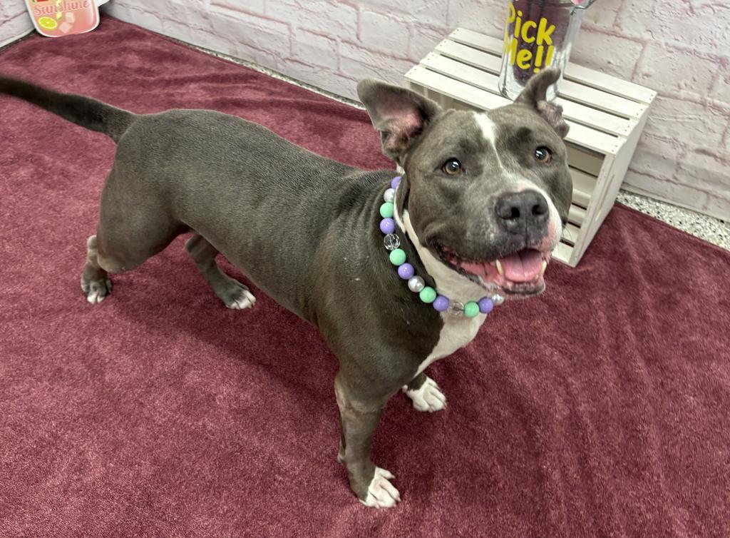 Enlarge Sassy, a Adoptable mixed breed in Detroit, MI image 4/6