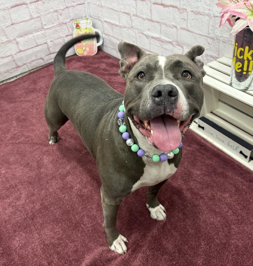 Enlarge Sassy, a Adoptable mixed breed in Detroit, MI image 5/6