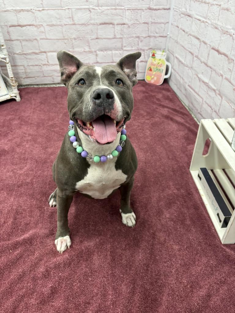 Enlarge Sassy, a Adoptable mixed breed in Detroit, MI image 6/6