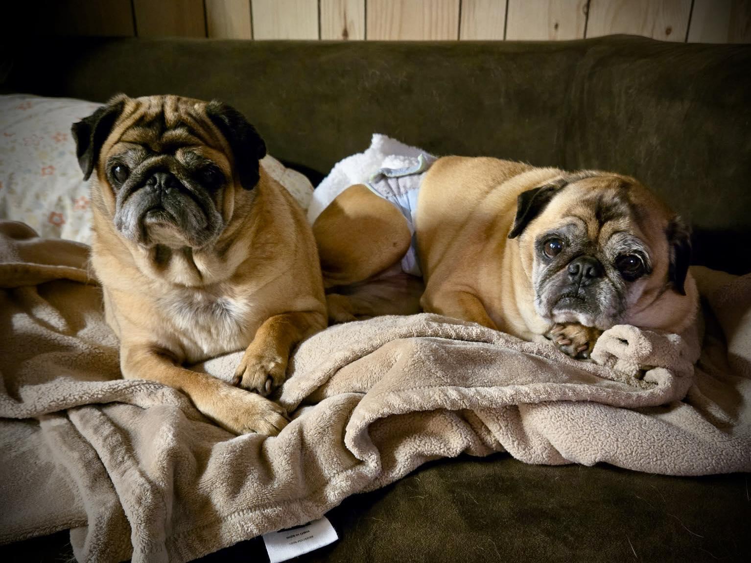 Enlarge Rocky and Boomer, a ADOPTABLE Pug in Grand Rapids, MI image 1/1