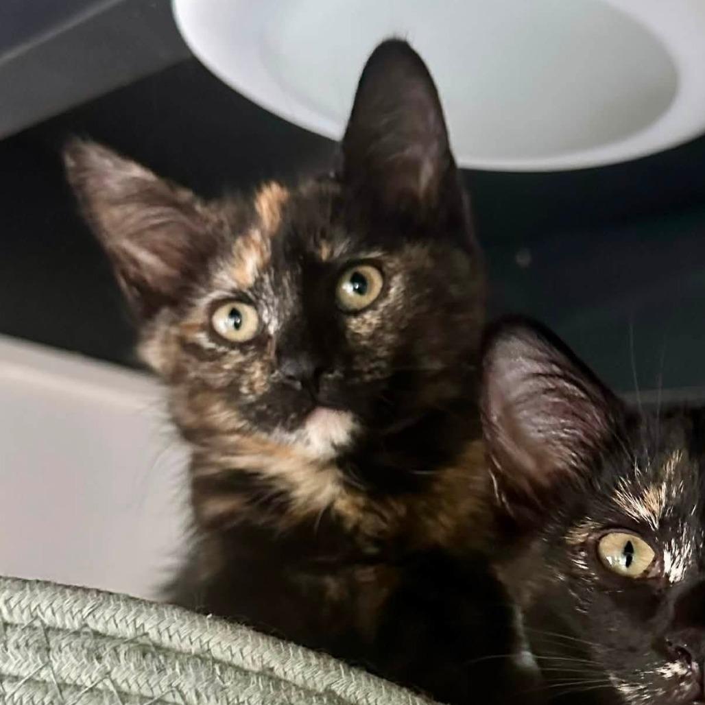 Dawn, Adoptable, Kitten Female Domestic Short Hair.