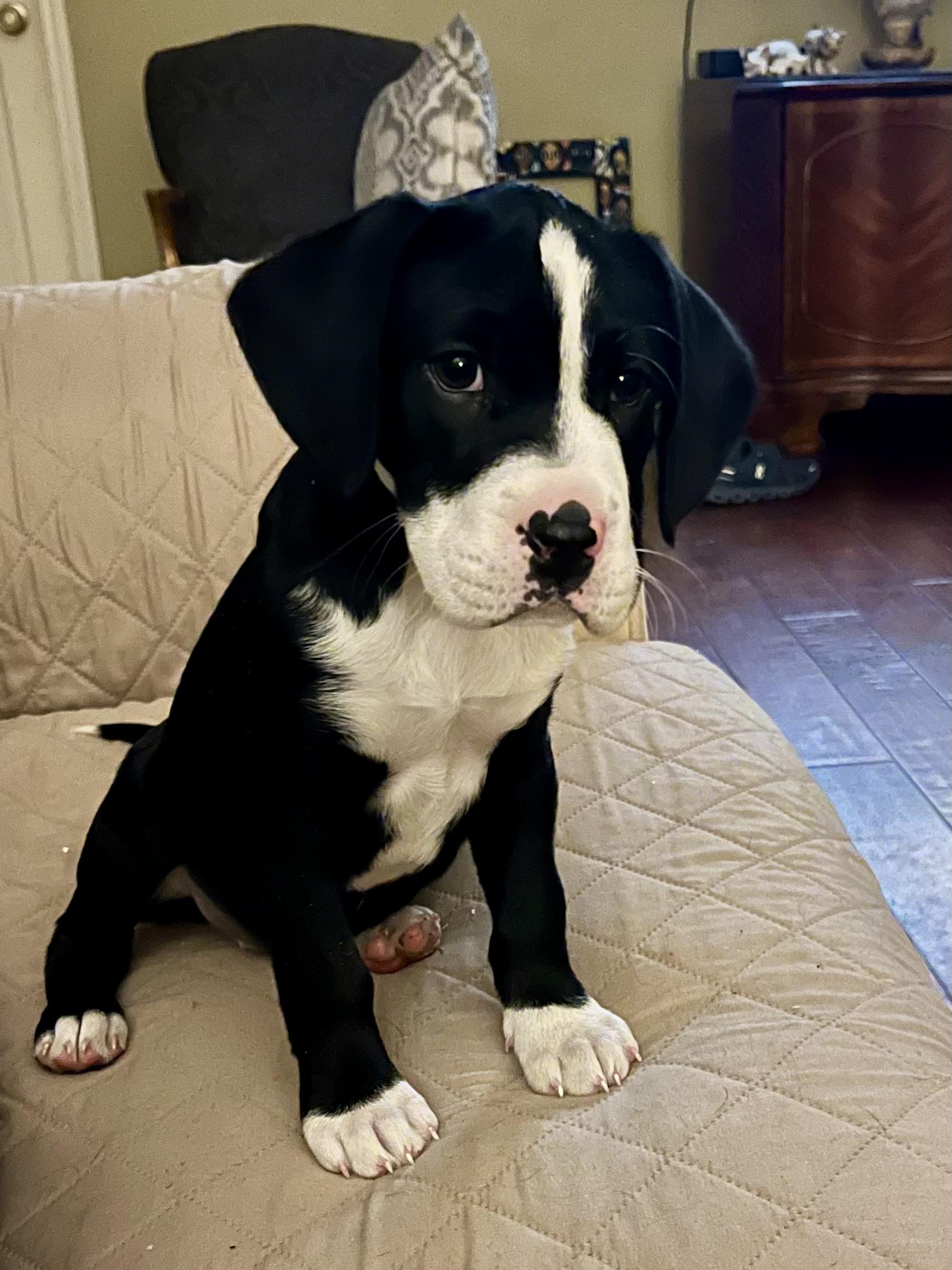 Molly, adopted, Puppy Female Boxer & Flat-Coated Retriever.