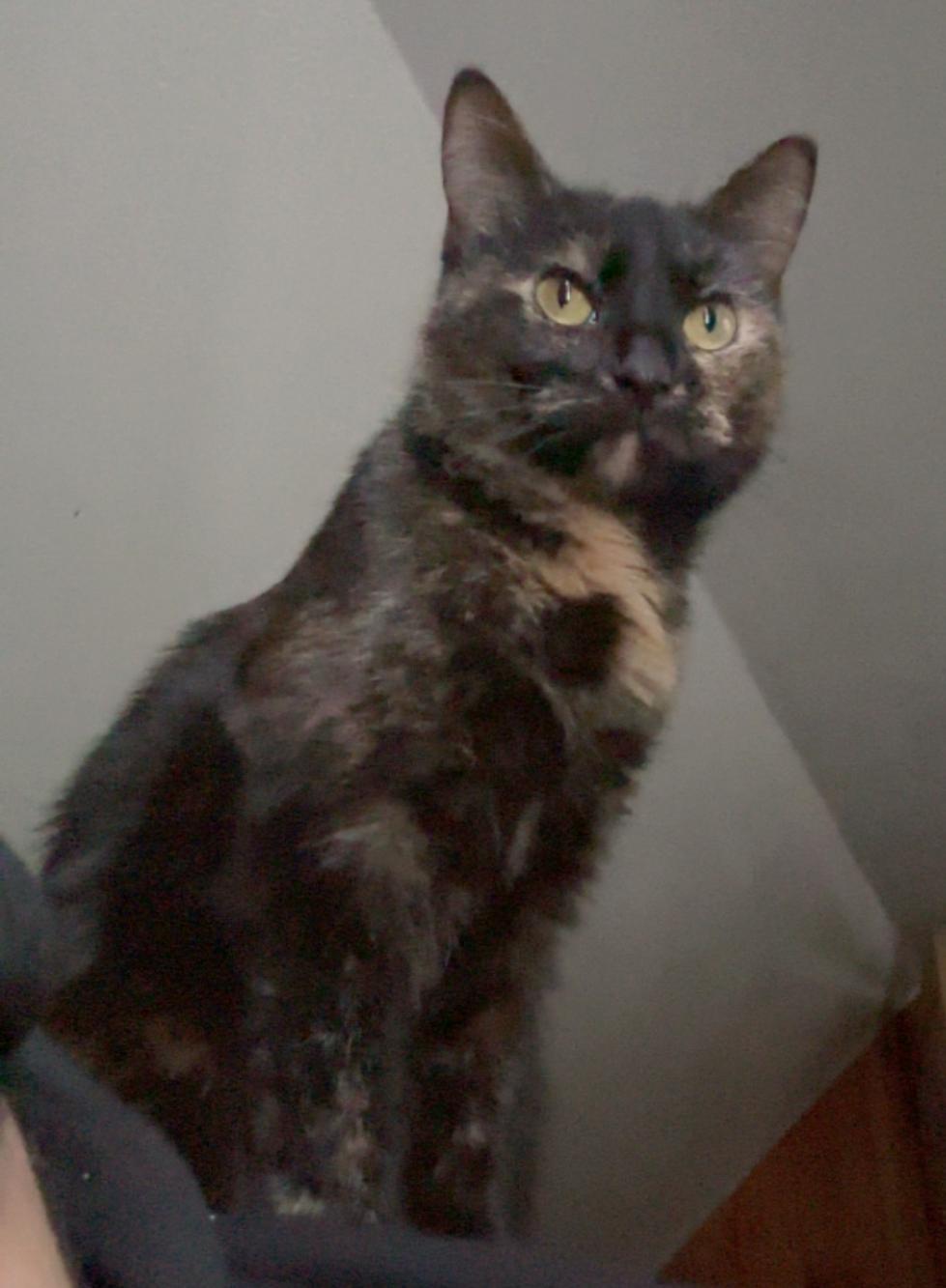 Enlarge Myla - full of TORTITUDE, a Adoptable Tortoiseshell in Valley City, ND image 2/2