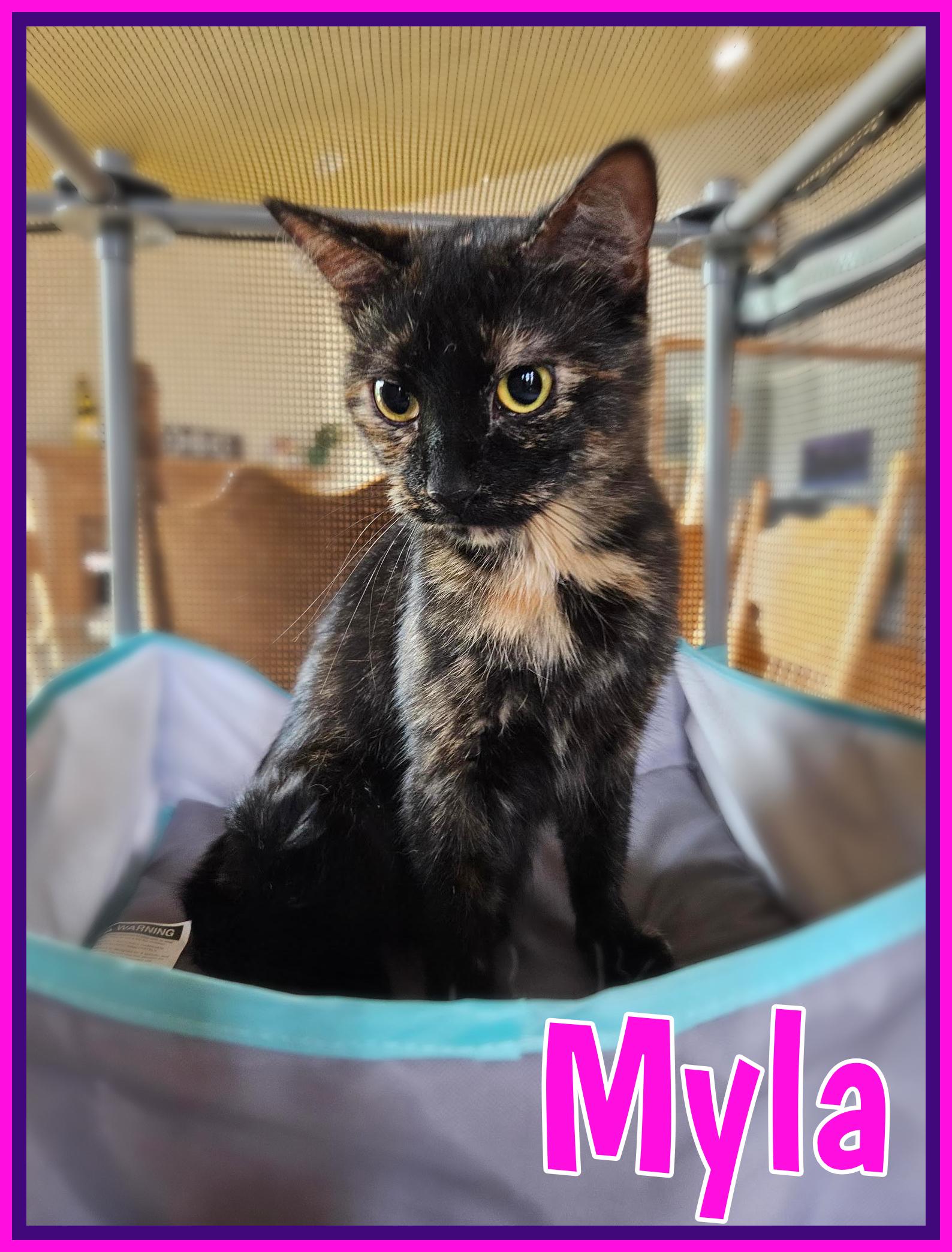 Myla - full of TORTITUDE, Adoptable, Adult Female Tortoiseshell.