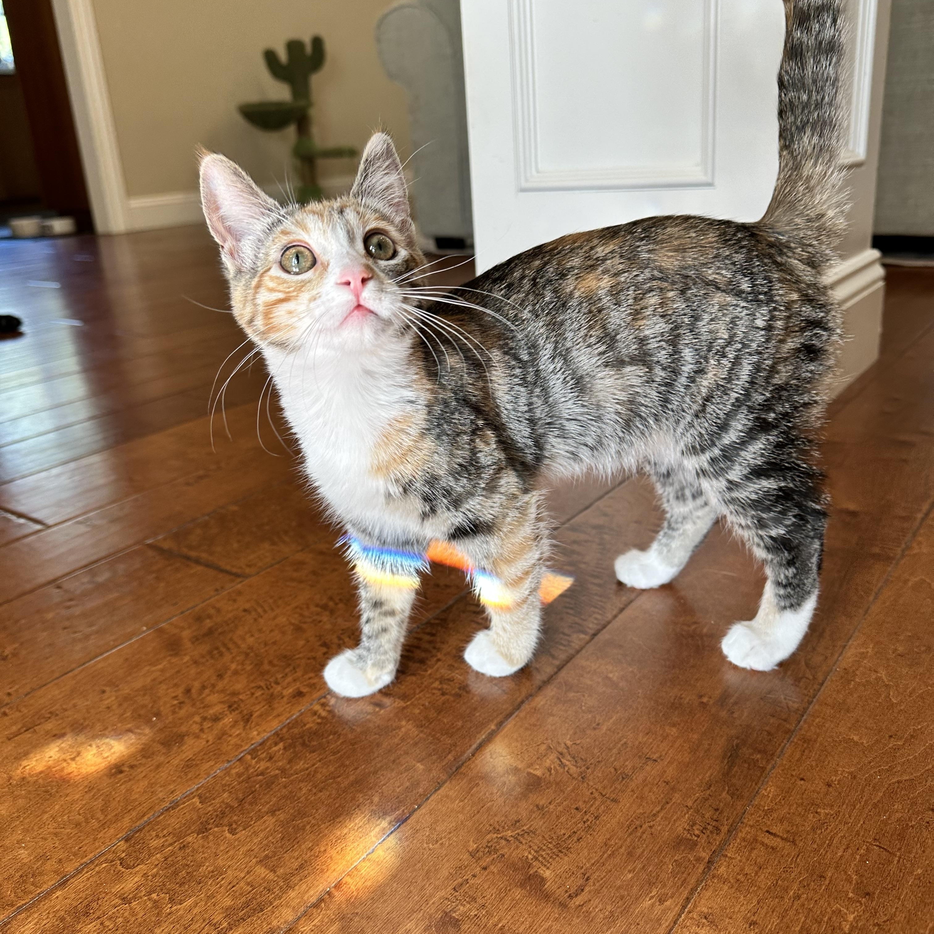 Padmé, Adoptable, Kitten Female Domestic Short Hair.