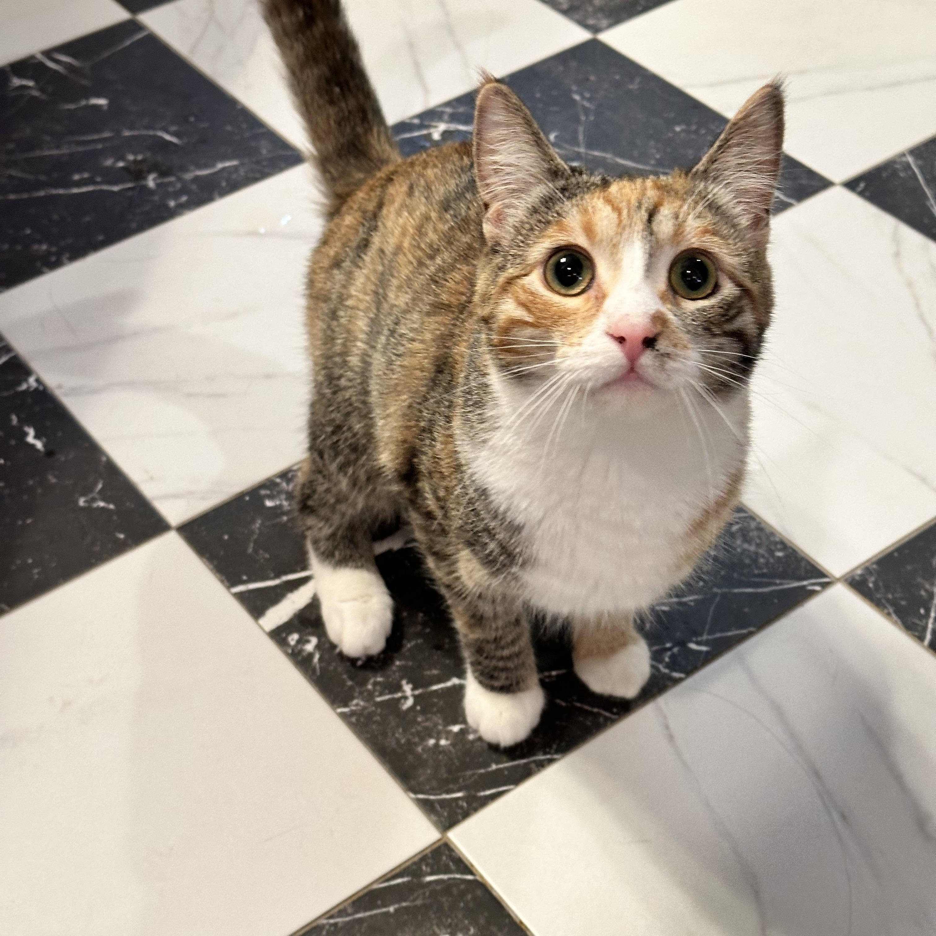 Padmé, Adoptable, Kitten Female Domestic Short Hair.