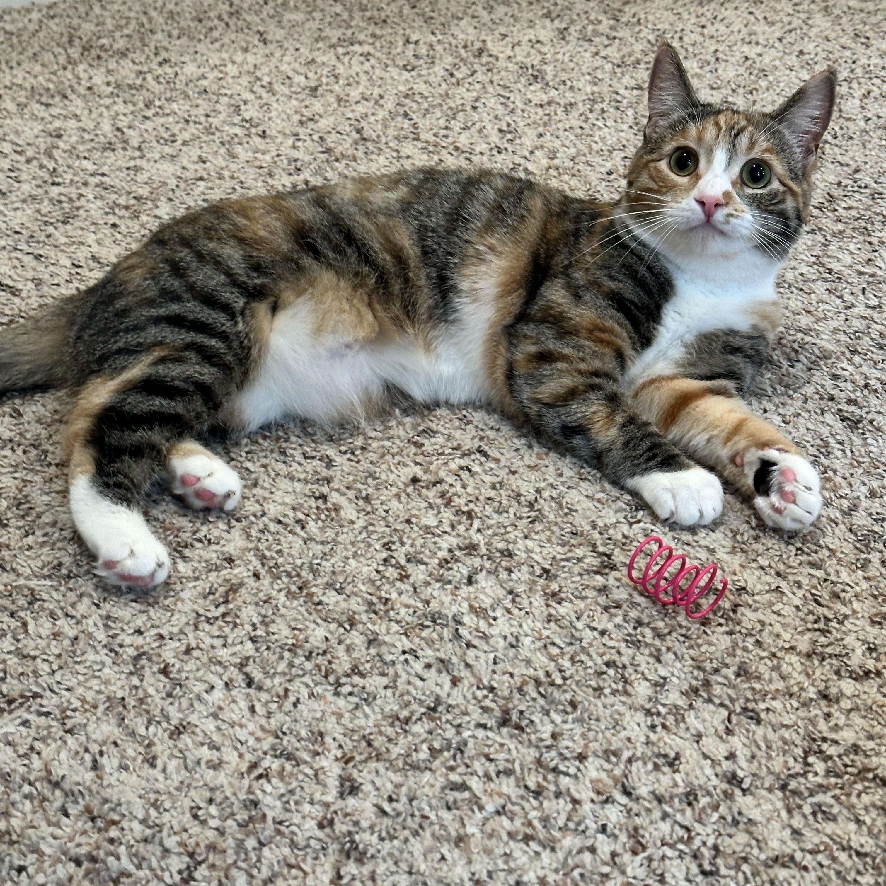 Enlarge Padmé, a Adoptable Domestic Short Hair in Visalia, CA image 4/6