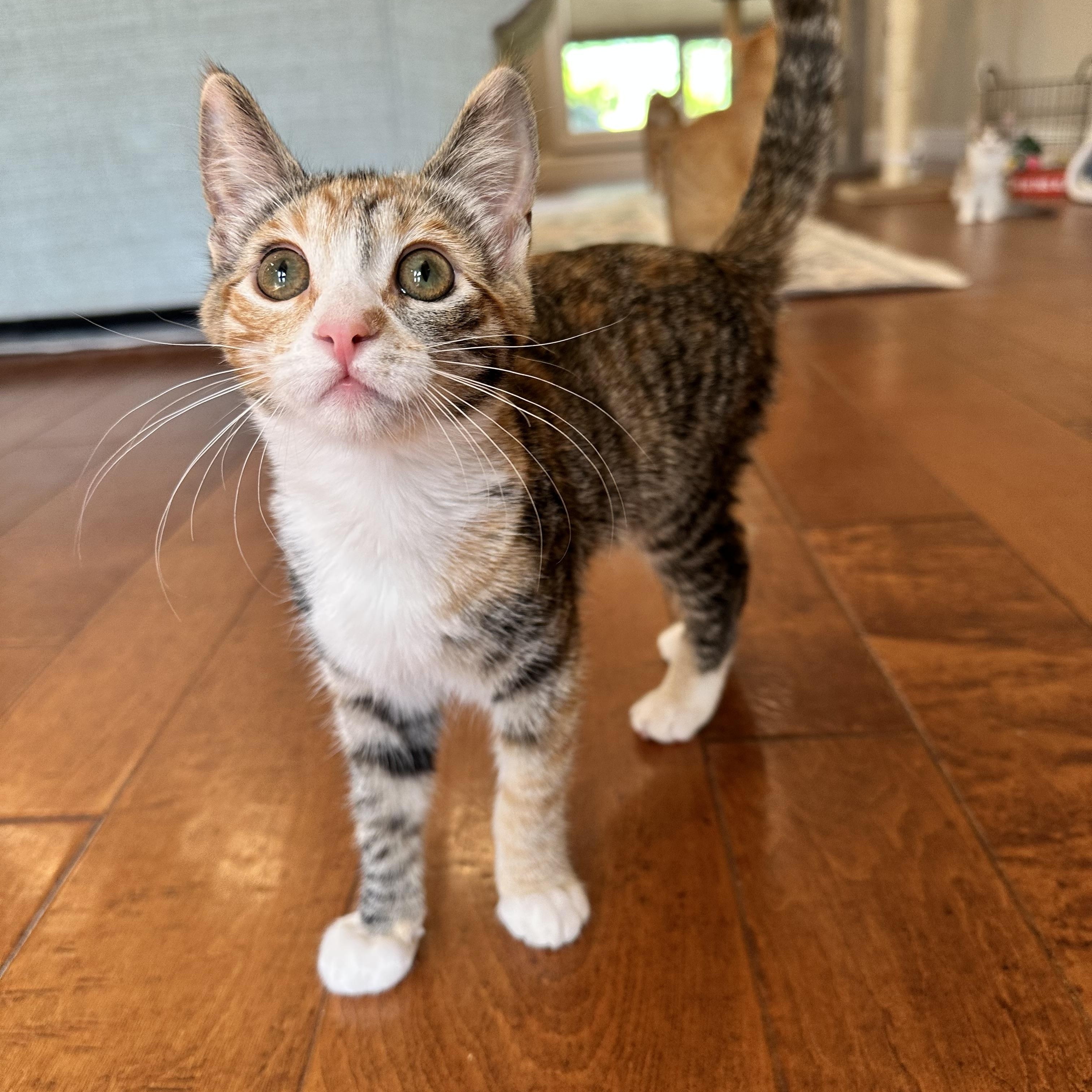 Enlarge Padmé, a Adoptable Domestic Short Hair in Visalia, CA image 2/6