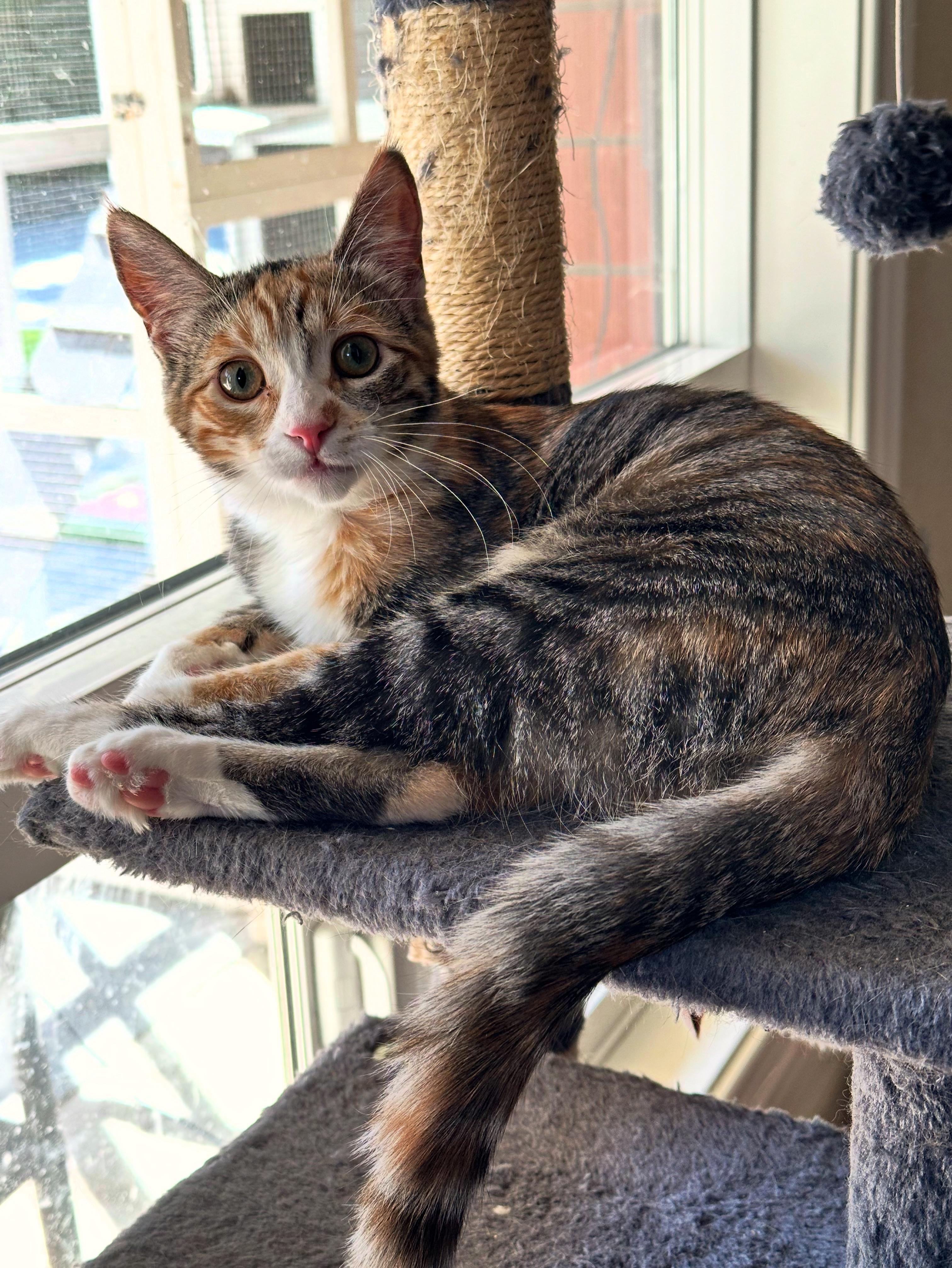 Enlarge Padmé, a Adoptable Domestic Short Hair in Visalia, CA image 4/6