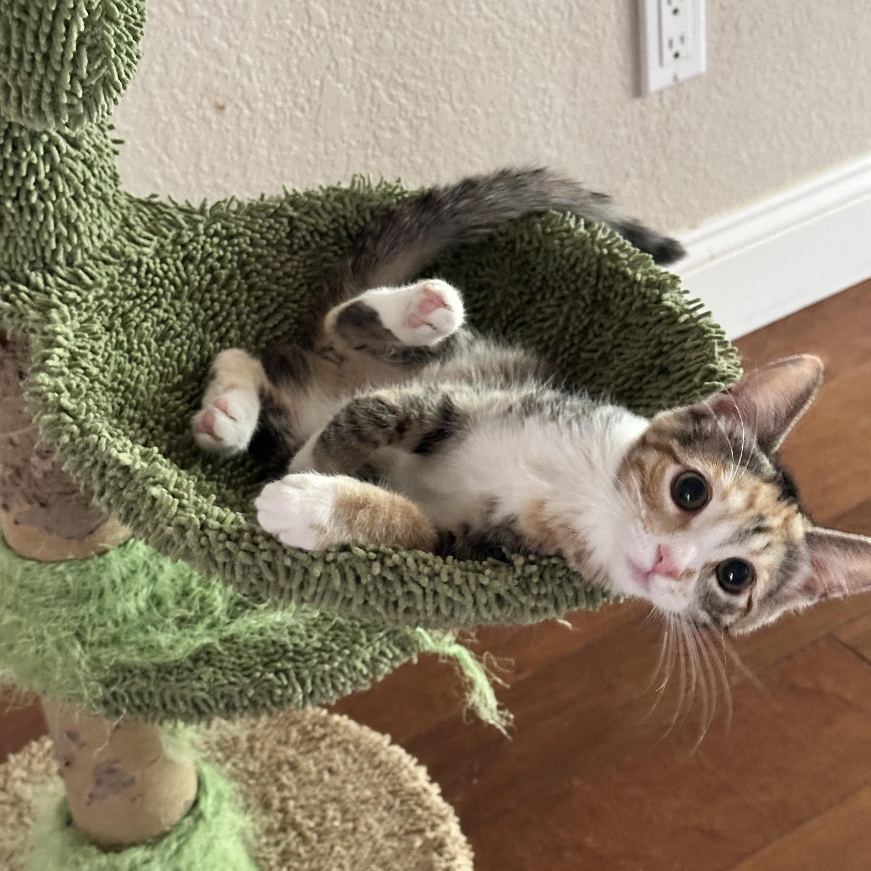 Enlarge Padmé, a Adoptable Domestic Short Hair in Visalia, CA image 6/6