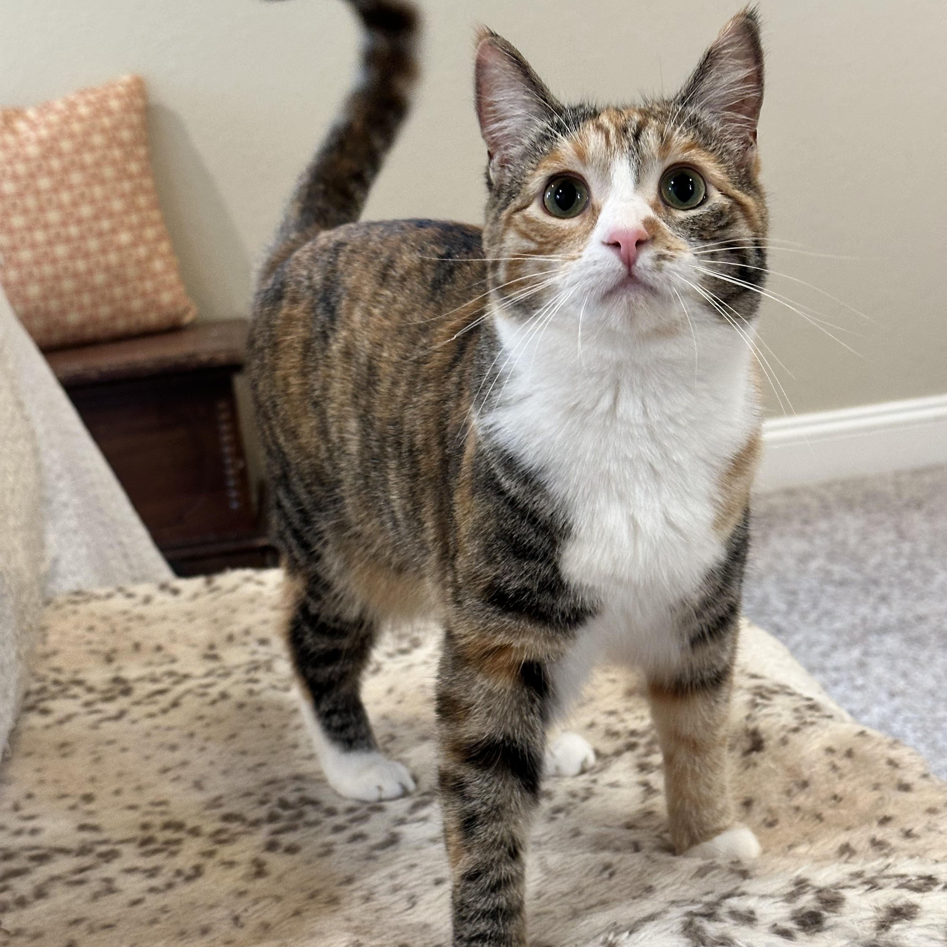 Enlarge Padmé, a Adoptable Domestic Short Hair in Visalia, CA image 2/6