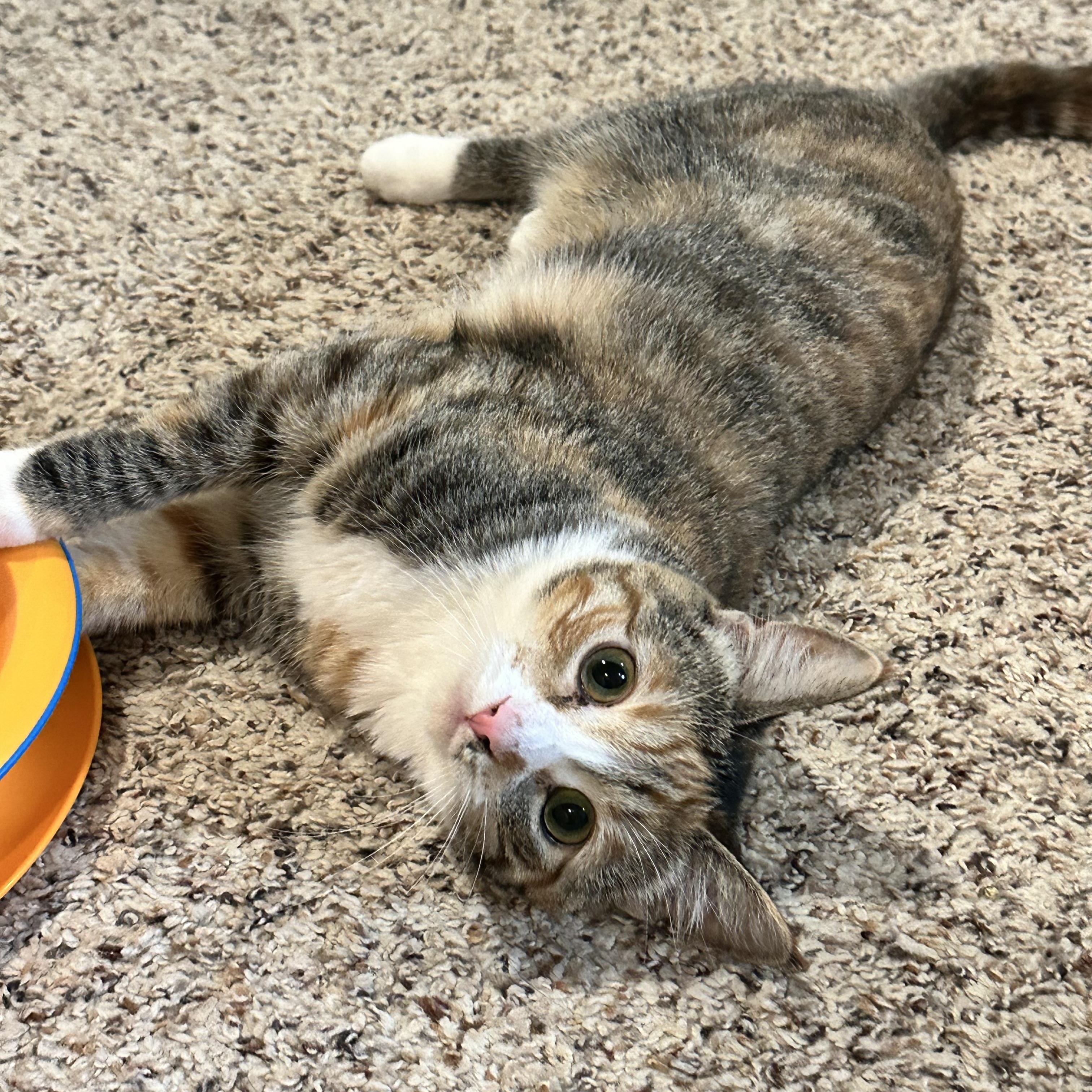 Enlarge Padmé, a Adoptable Domestic Short Hair in Visalia, CA image 3/6