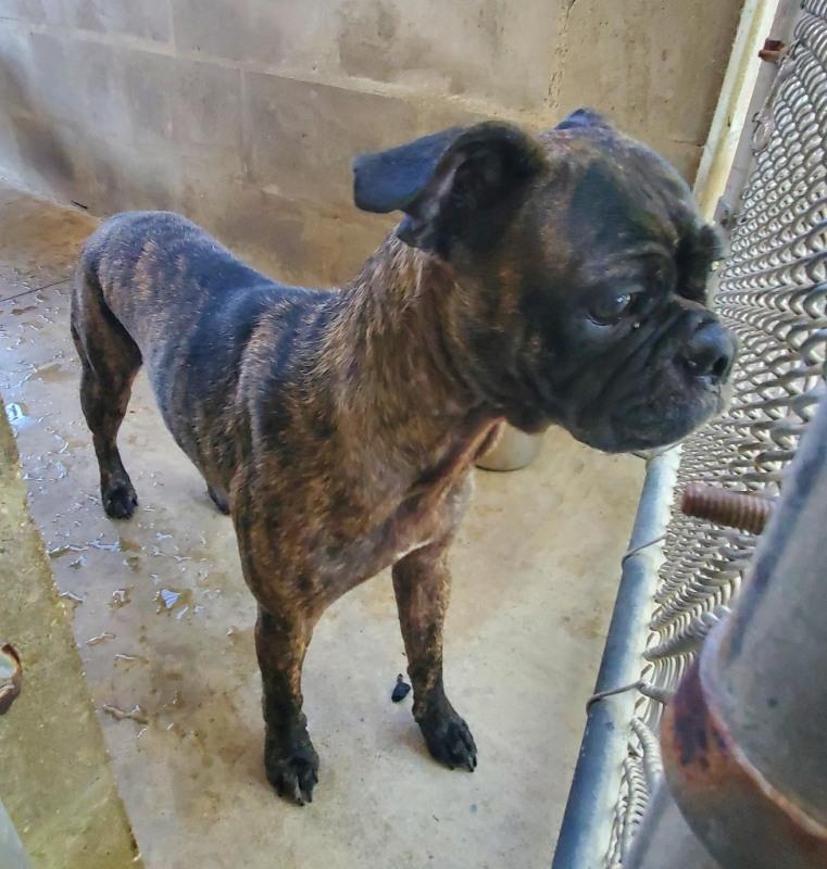 Marnie, an adopted mixed breed in Lake Placid, FL image 3/4