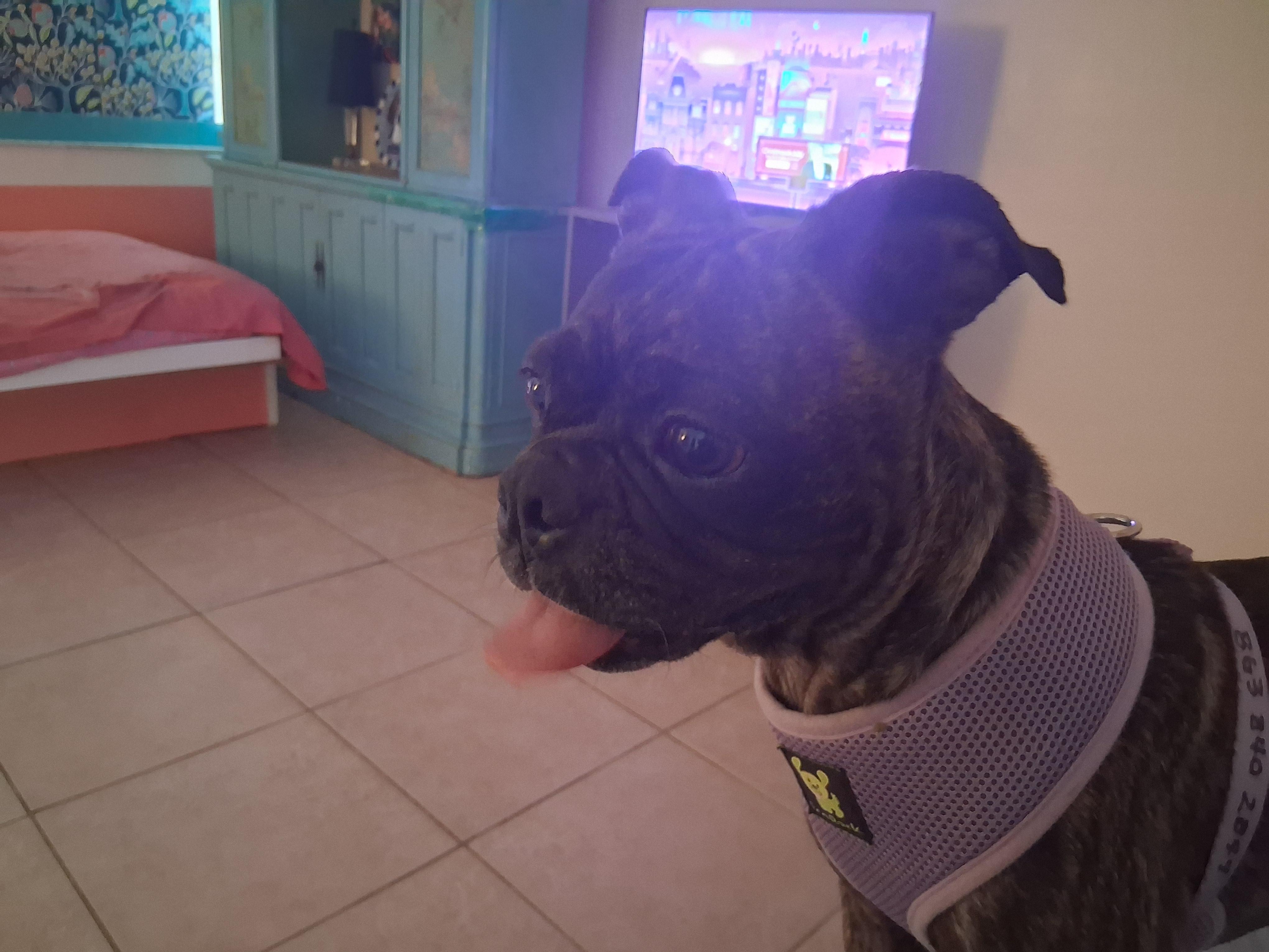 Marnie, an adopted mixed breed in Lake Placid, FL image 2/4