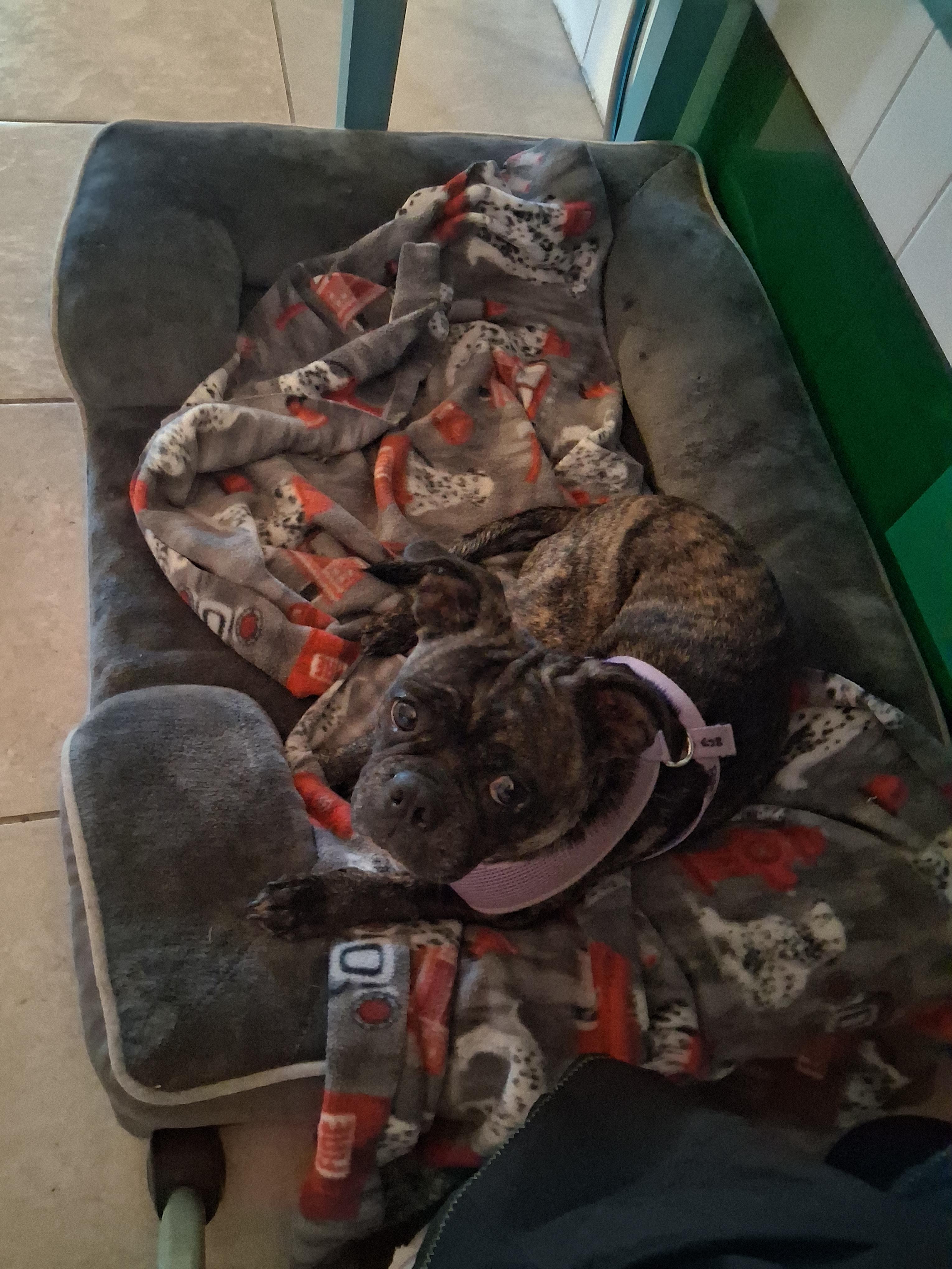 Marnie, an adopted mixed breed in Lake Placid, FL image 4/4