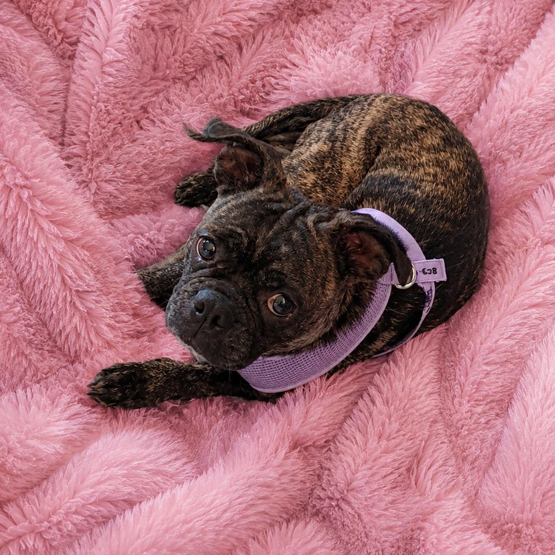 Marnie, an adopted mixed breed in Lake Placid, FL image 1/4
