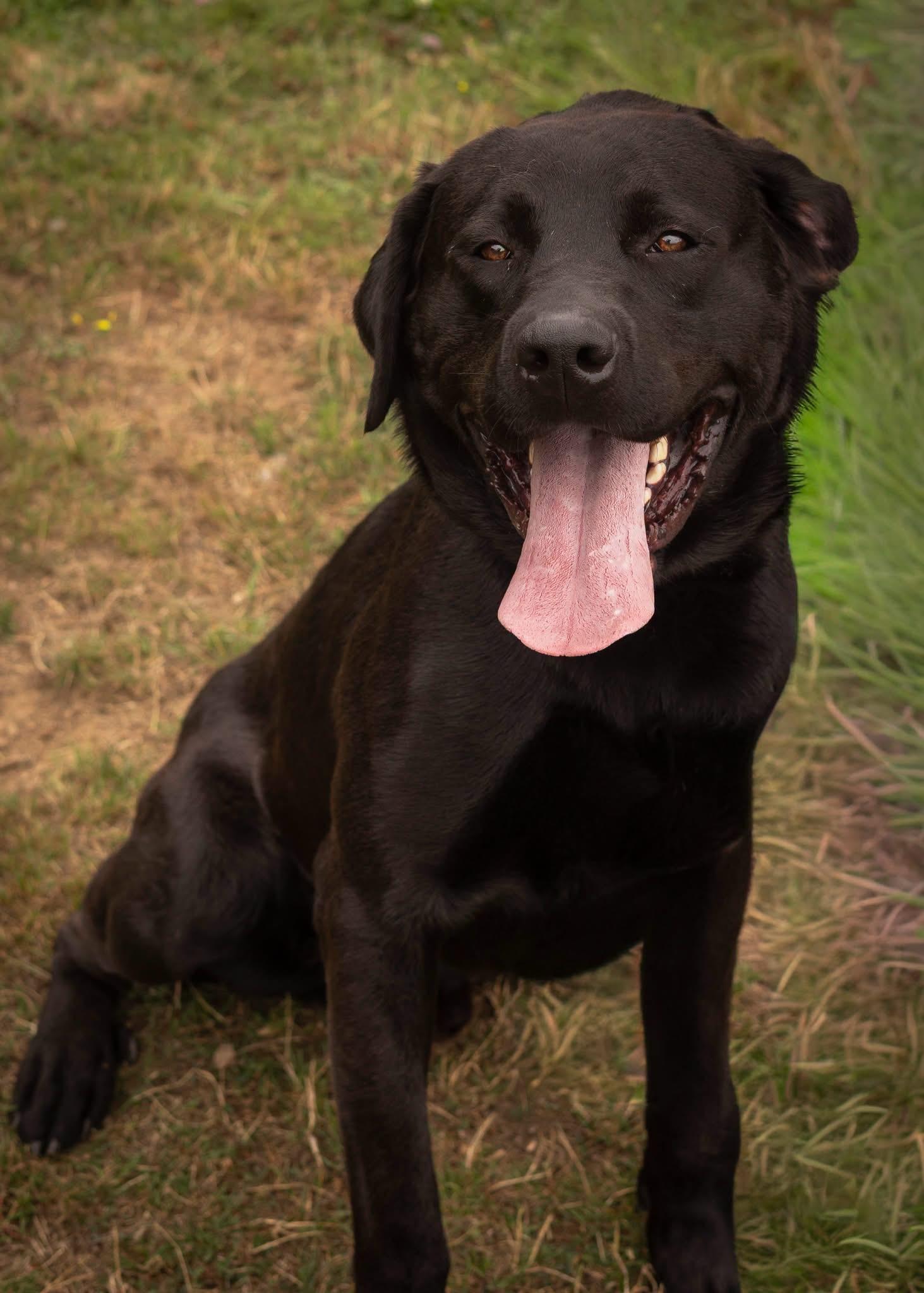 Apollo, ADOPTABLE, Young Male Black Labrador Retriever & Rottweiler.