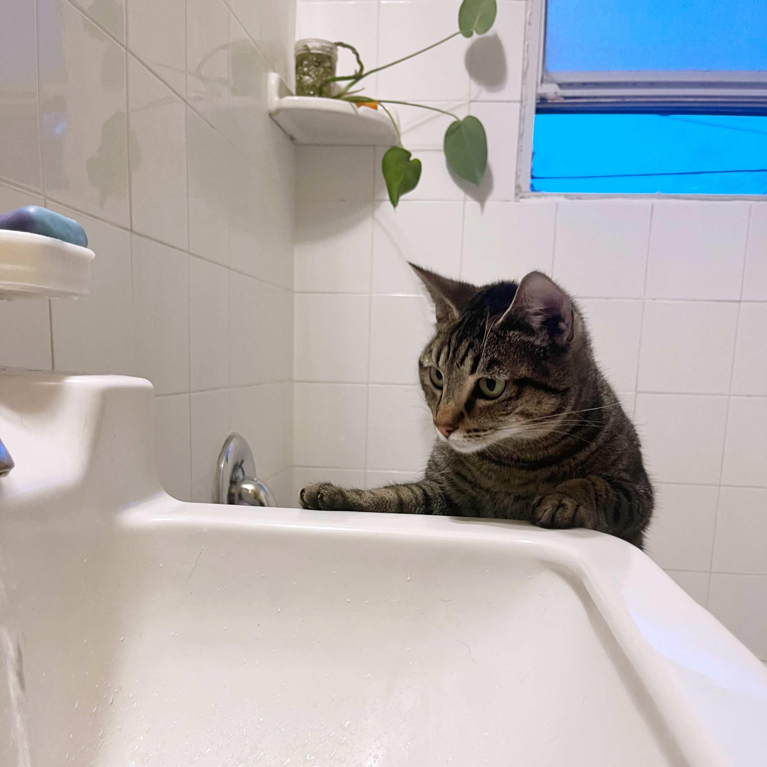 Catalie