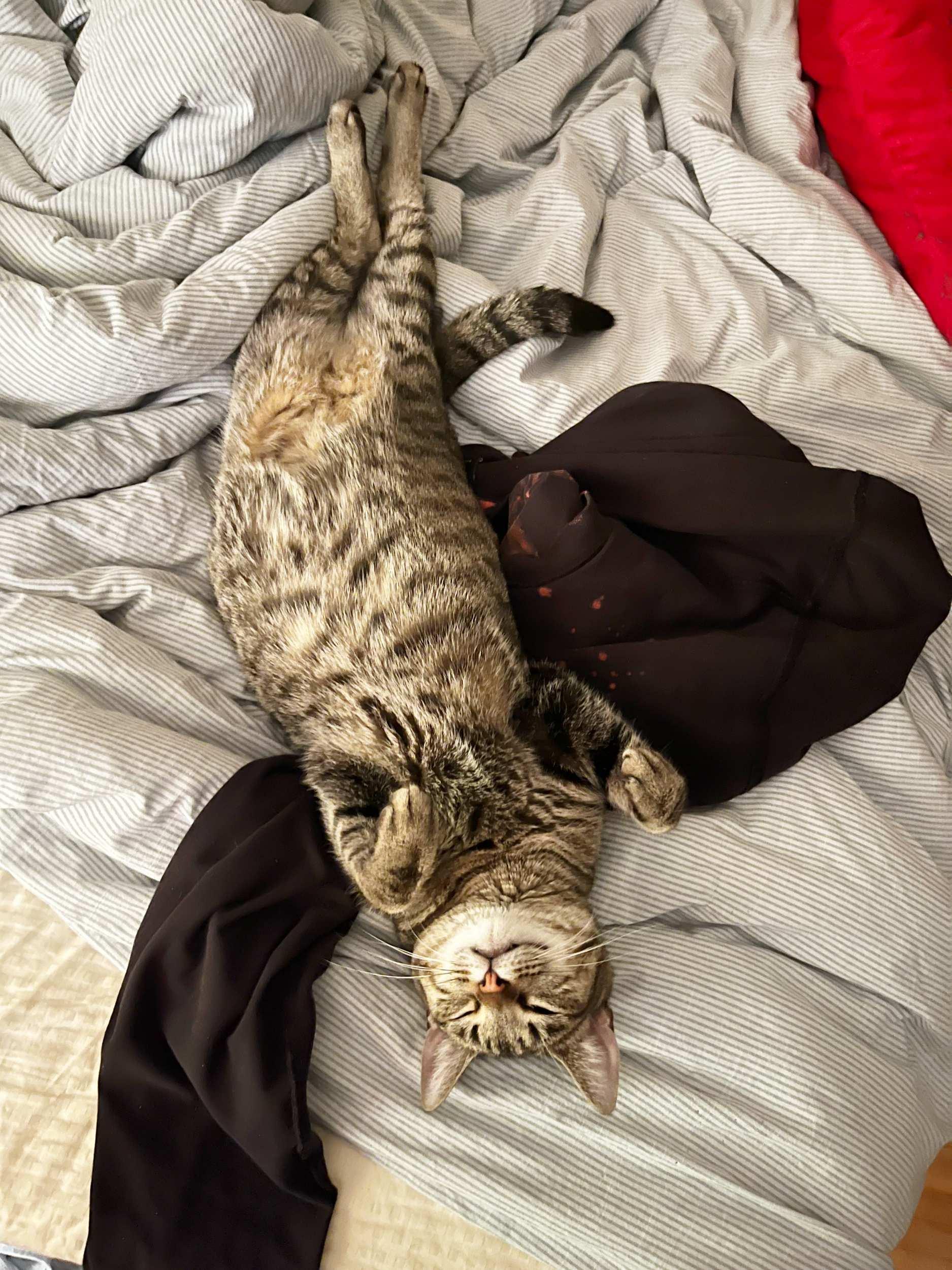 Catalie