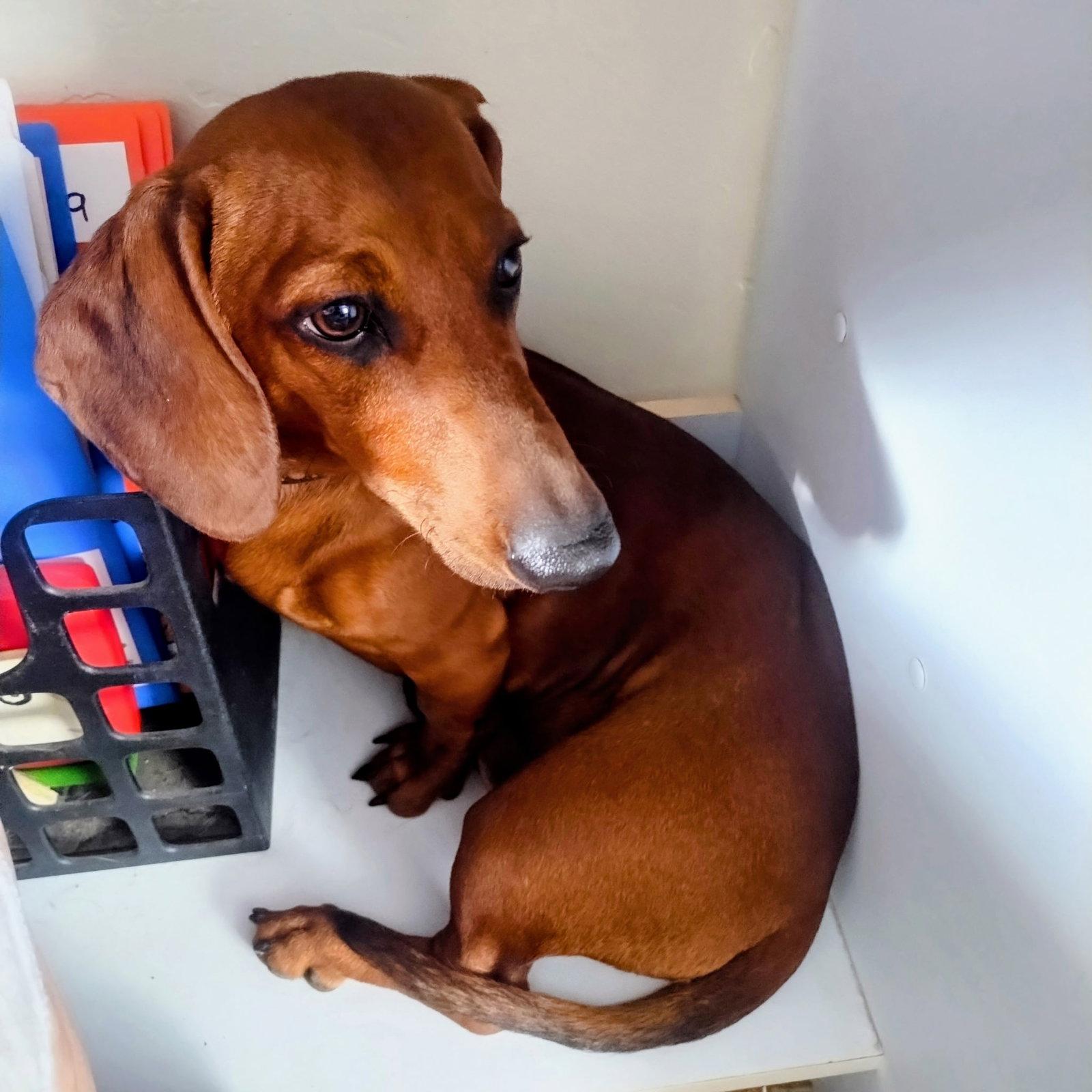 Enlarge Clifford, a Adoptable Dachshund in Glendale, AZ image 1/3