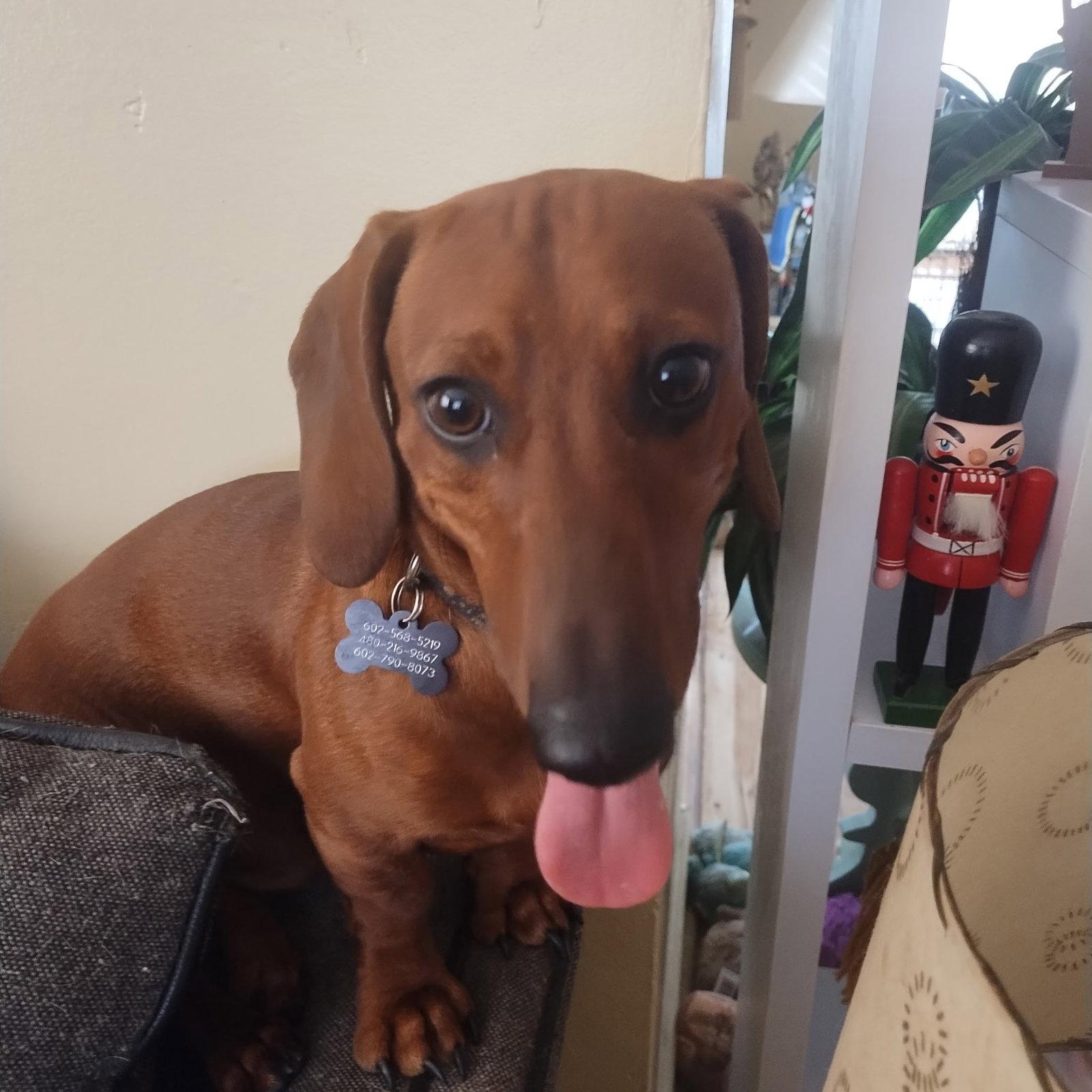 Enlarge Clifford, a Adoptable Dachshund in Glendale, AZ image 2/3