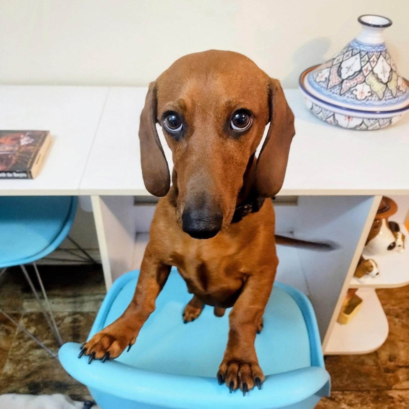 Enlarge Clifford, a Adoptable Dachshund in Glendale, AZ image 3/3
