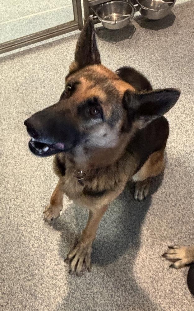 Enlarge Gracie, a Adoptable mixed breed in Bartlesville, OK image 2/2