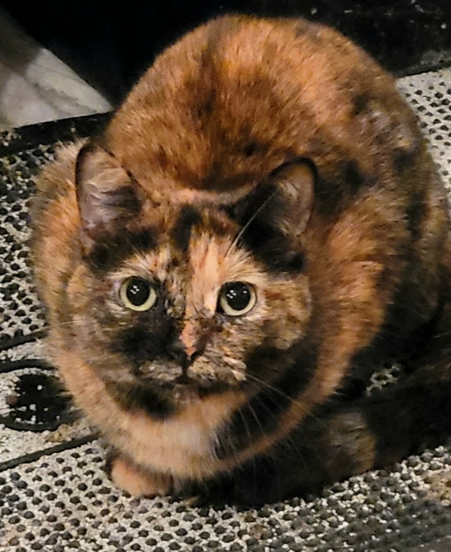 Azalea, a Adoptable mixed breed in Lyons, IL image 1/4