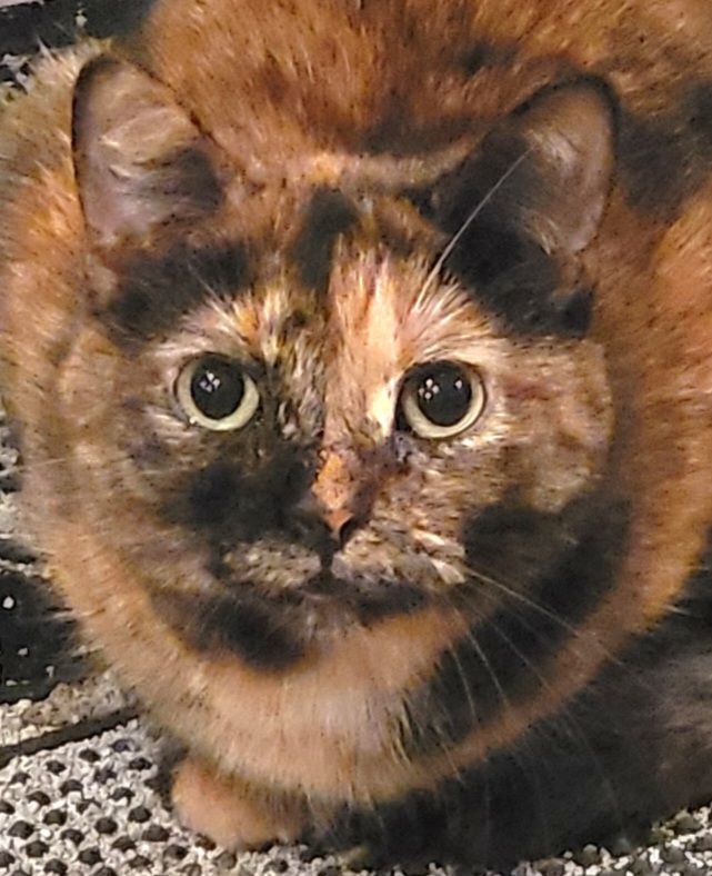 Azalea, a Adoptable mixed breed in Lyons, IL image 2/4