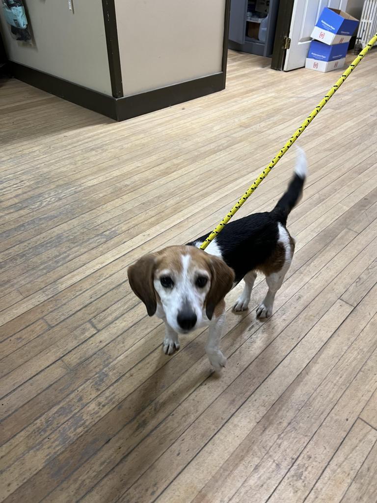 Enlarge Lottie, a Adoptable Beagle in Lunenburg, VT image 1/1