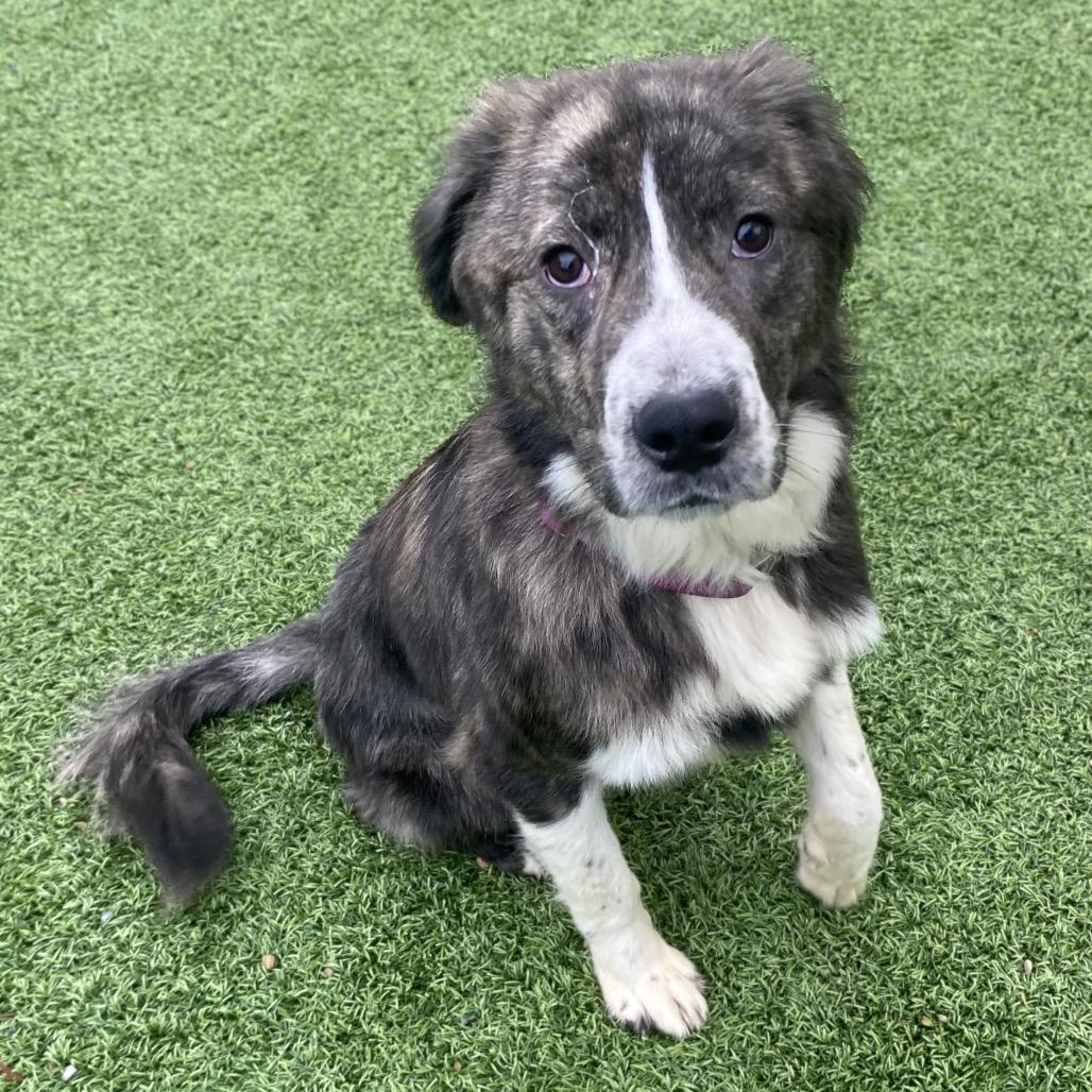 Pecan, Adoptable, Young Female Australian Shepherd.