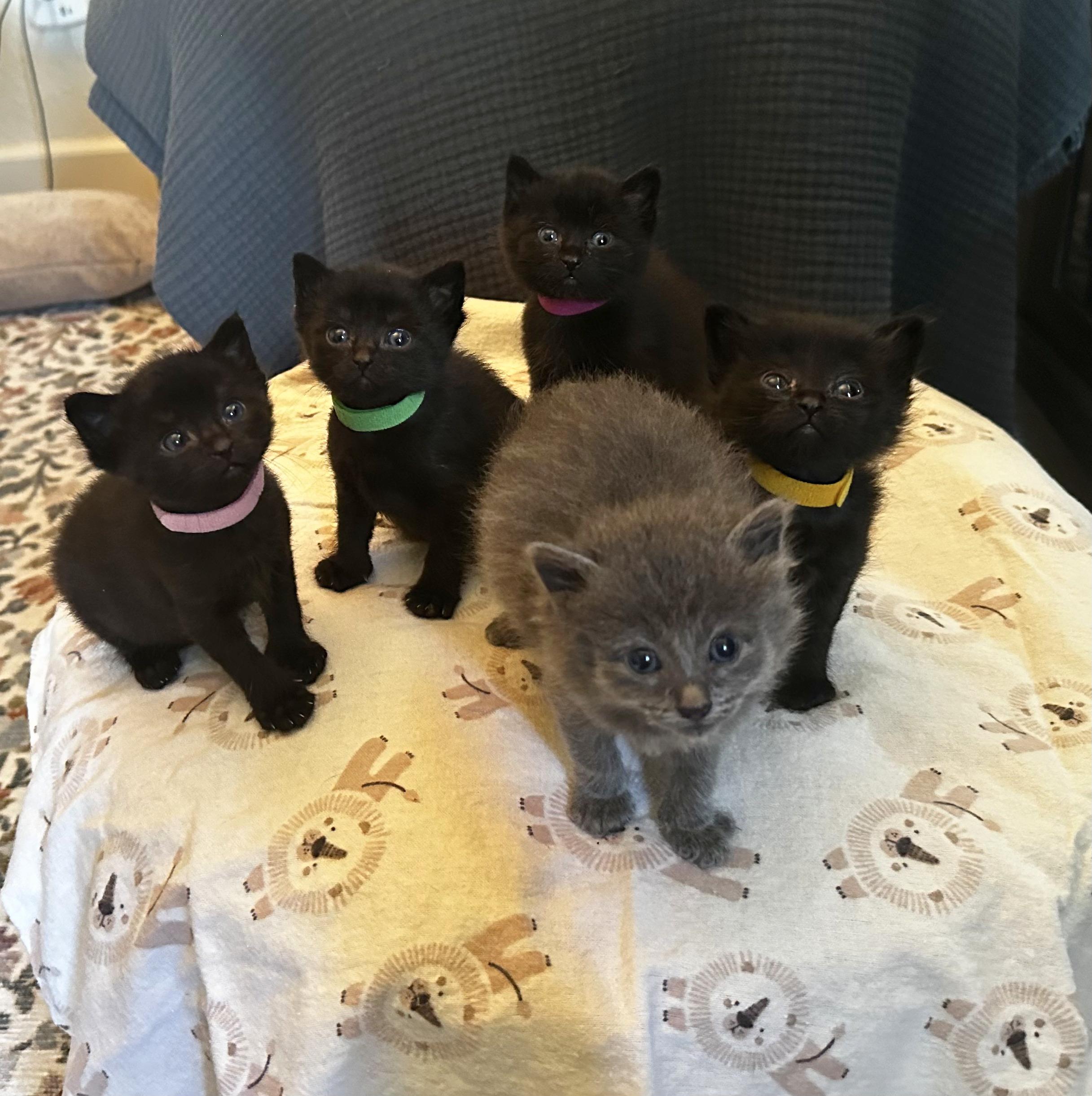 Plum, Adoptable, Kitten Female Domestic Short Hair.
