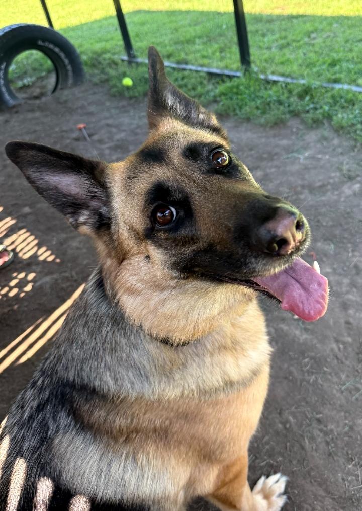 Layla -- PET of the WEEK, adopted, Adult Female German Shepherd Dog.