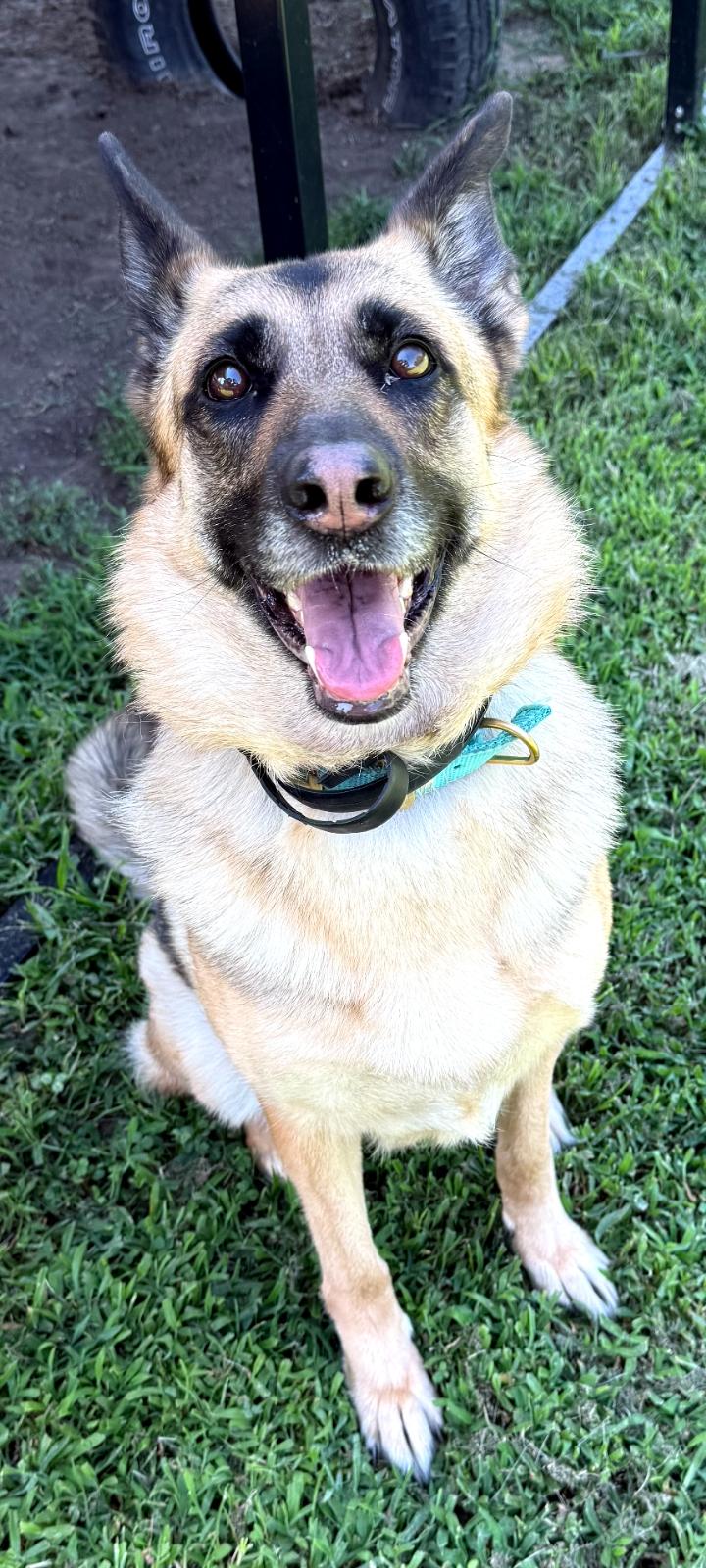 Enlarge Layla -- PET of the WEEK, an adopted German Shepherd Dog in Fort Leavenworth, KS image 2/2