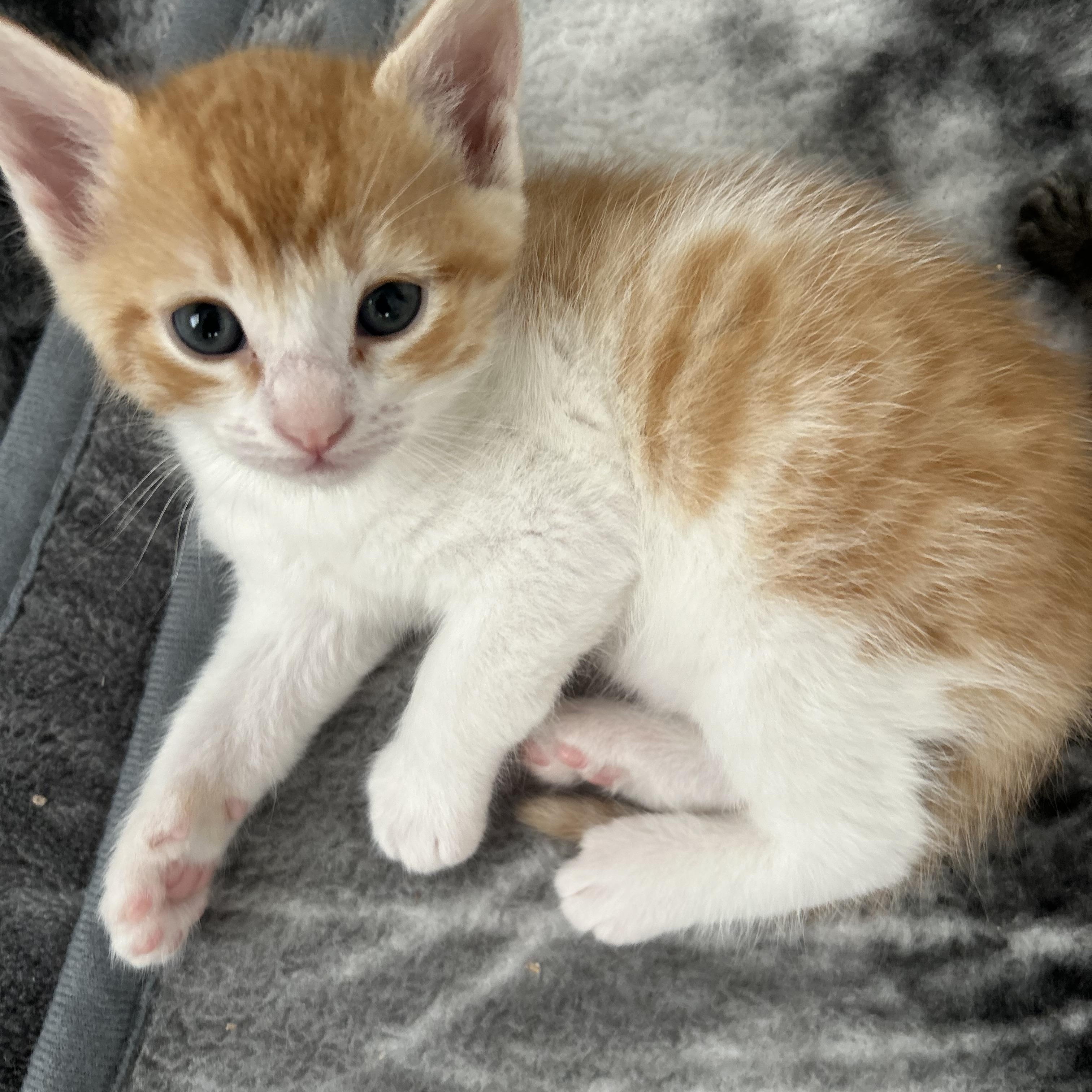 Dallas, Baby Male Domestic Short Hair