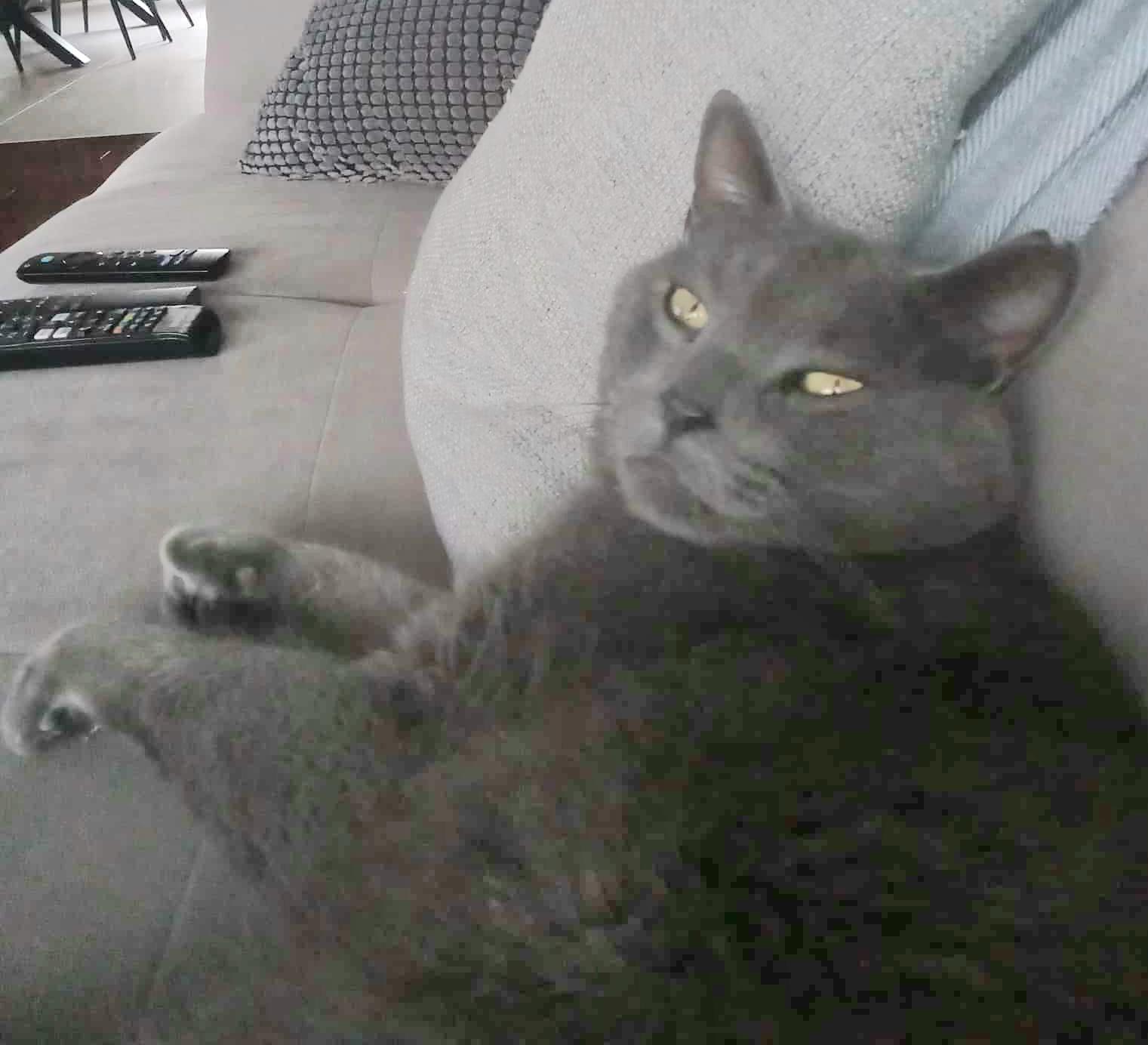 Félix (m)  polydactyl Russian Blue 2yrs old