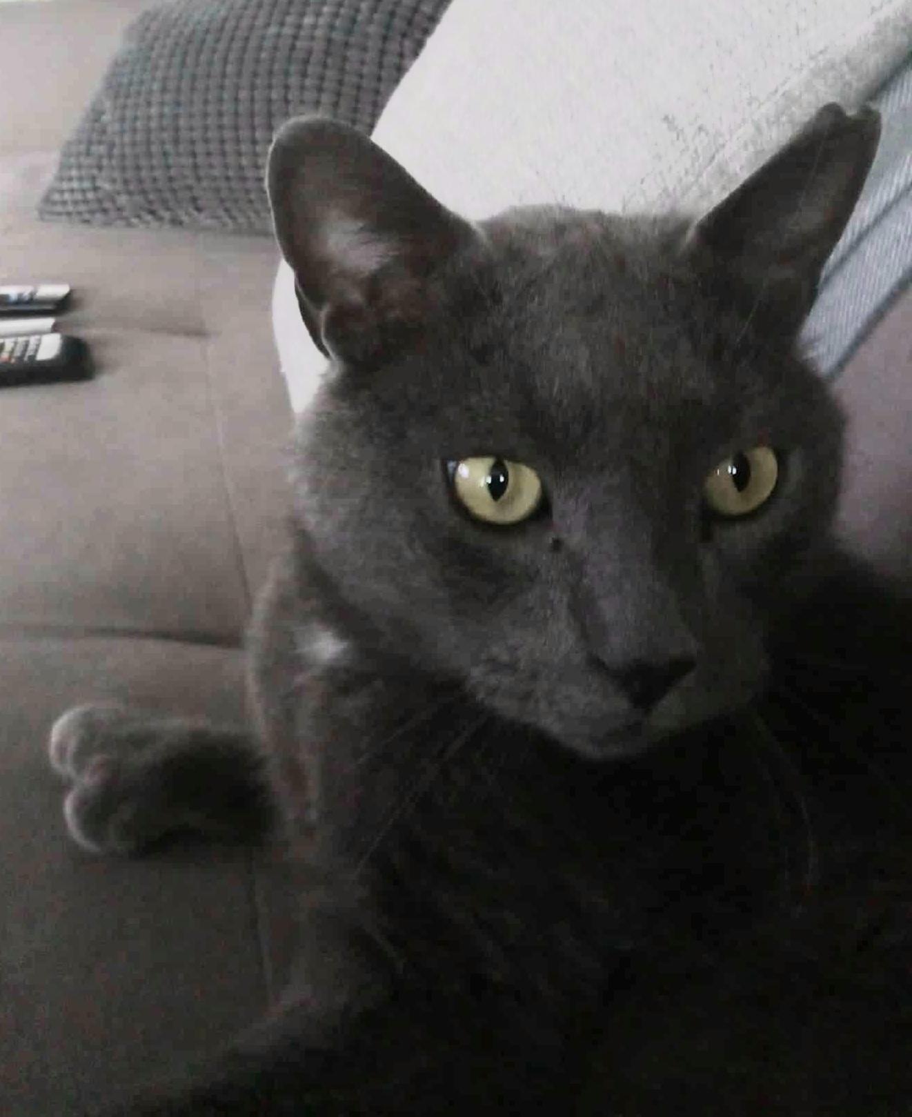 Félix (m)  polydactyl Russian Blue 2yrs old