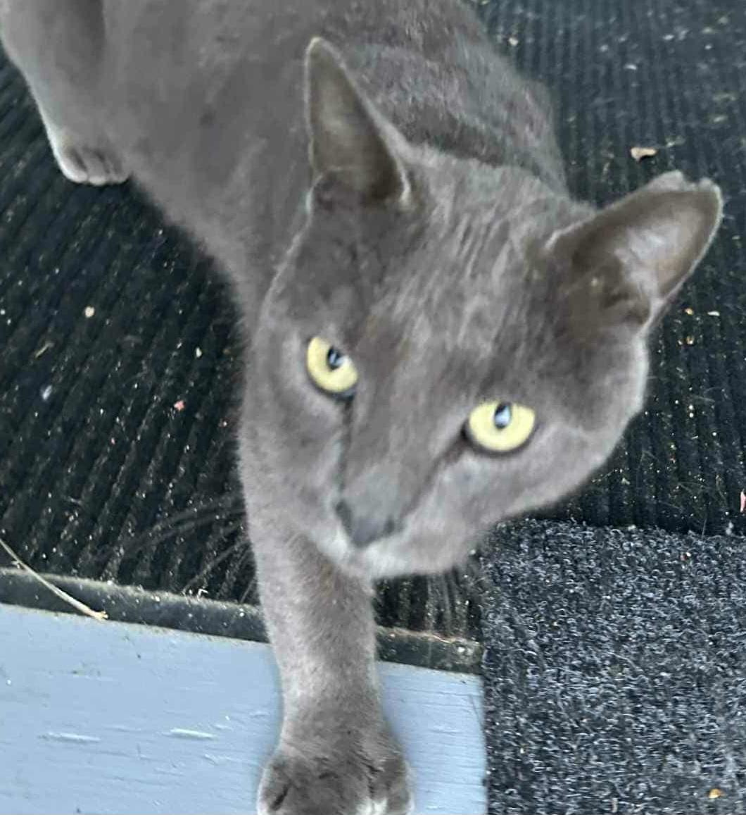 Félix (m)  polydactyl Russian Blue 2yrs old
