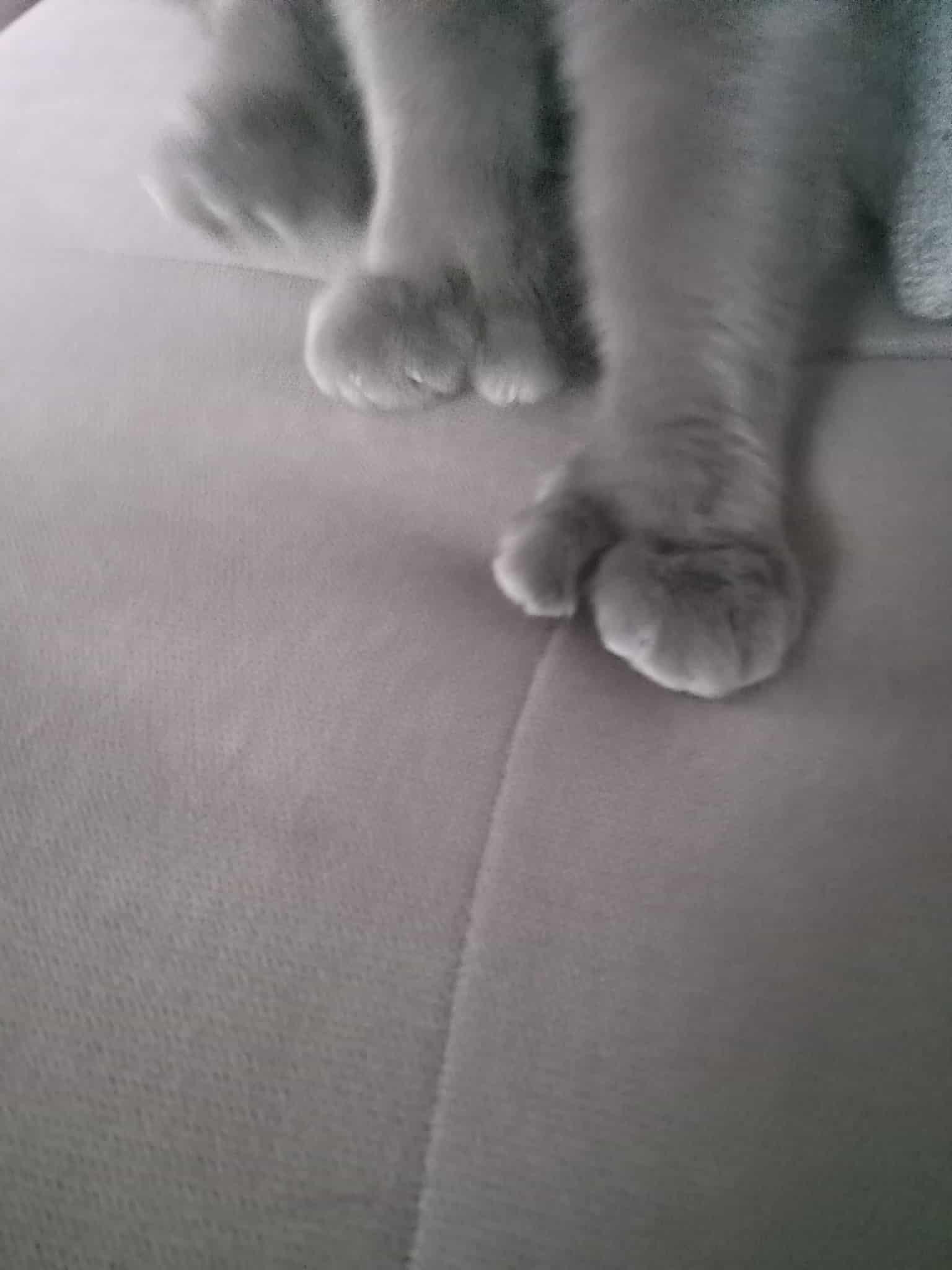 Félix (m)  polydactyl Russian Blue 2yrs old