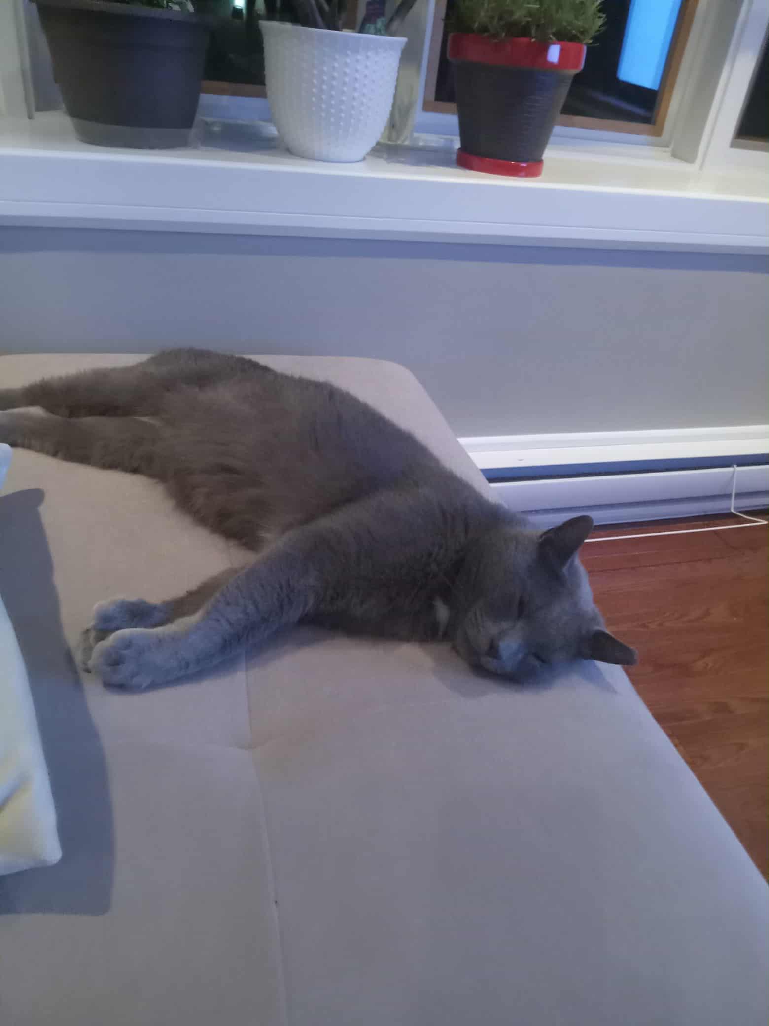 Félix (m)  polydactyl Russian Blue 2yrs old