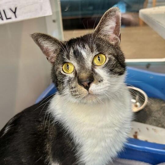 Enlarge Door, a Adoptable Domestic Short Hair in Matteson, IL image 1/2