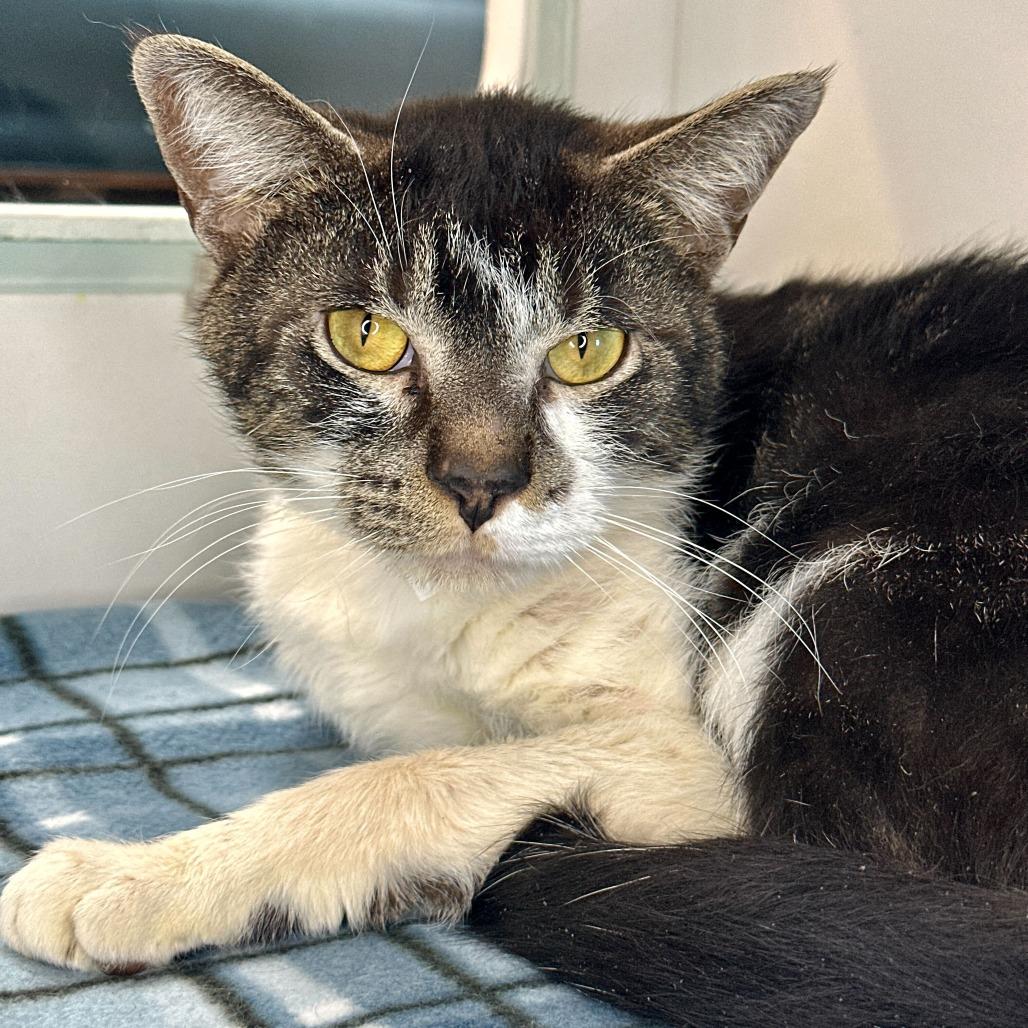 Enlarge Door, a Adoptable Domestic Short Hair in Matteson, IL image 1/1