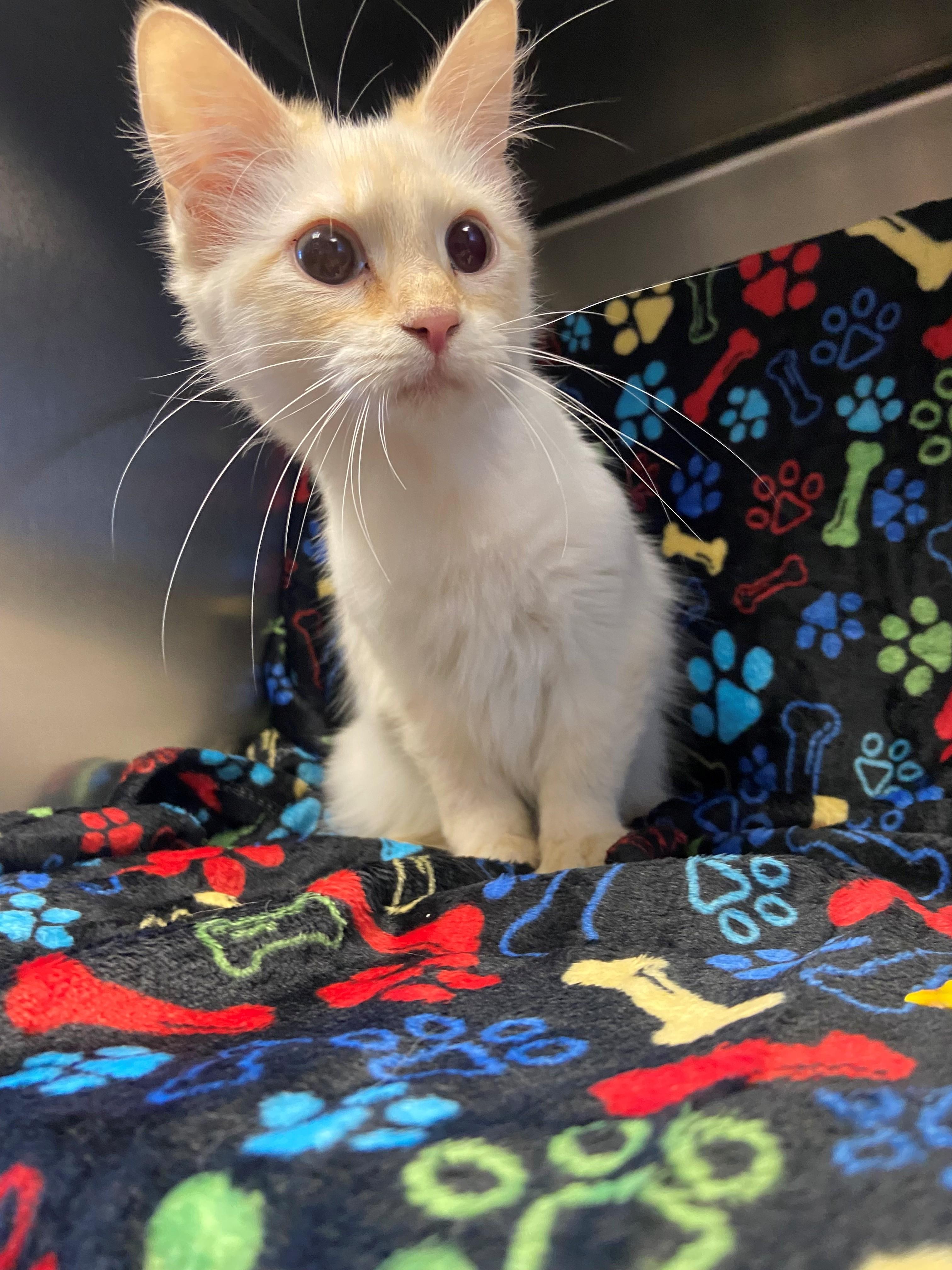 Dreamsicle, adopted, Young Female Siamese.