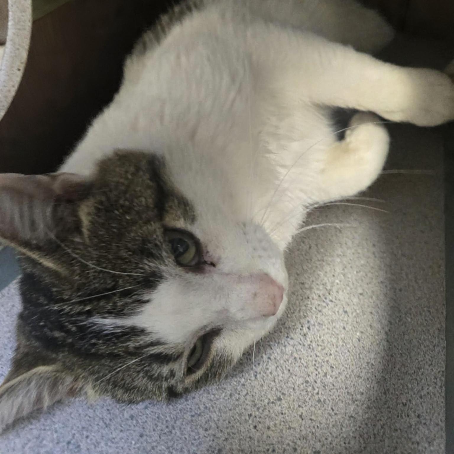 Enlarge Nigel (Coming Soon...), an adopted Domestic Short Hair in Xenia , OH image 3/6