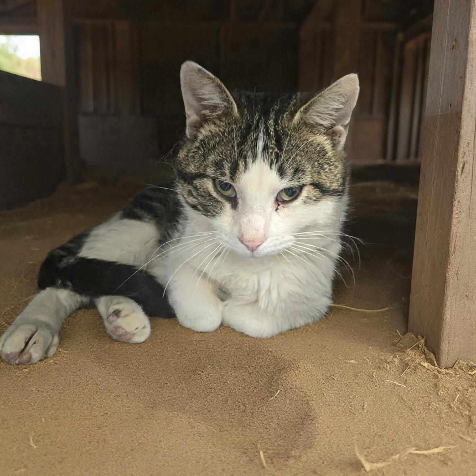 Nigel (Coming Soon...), adopted, Adult Male Domestic Short Hair.
