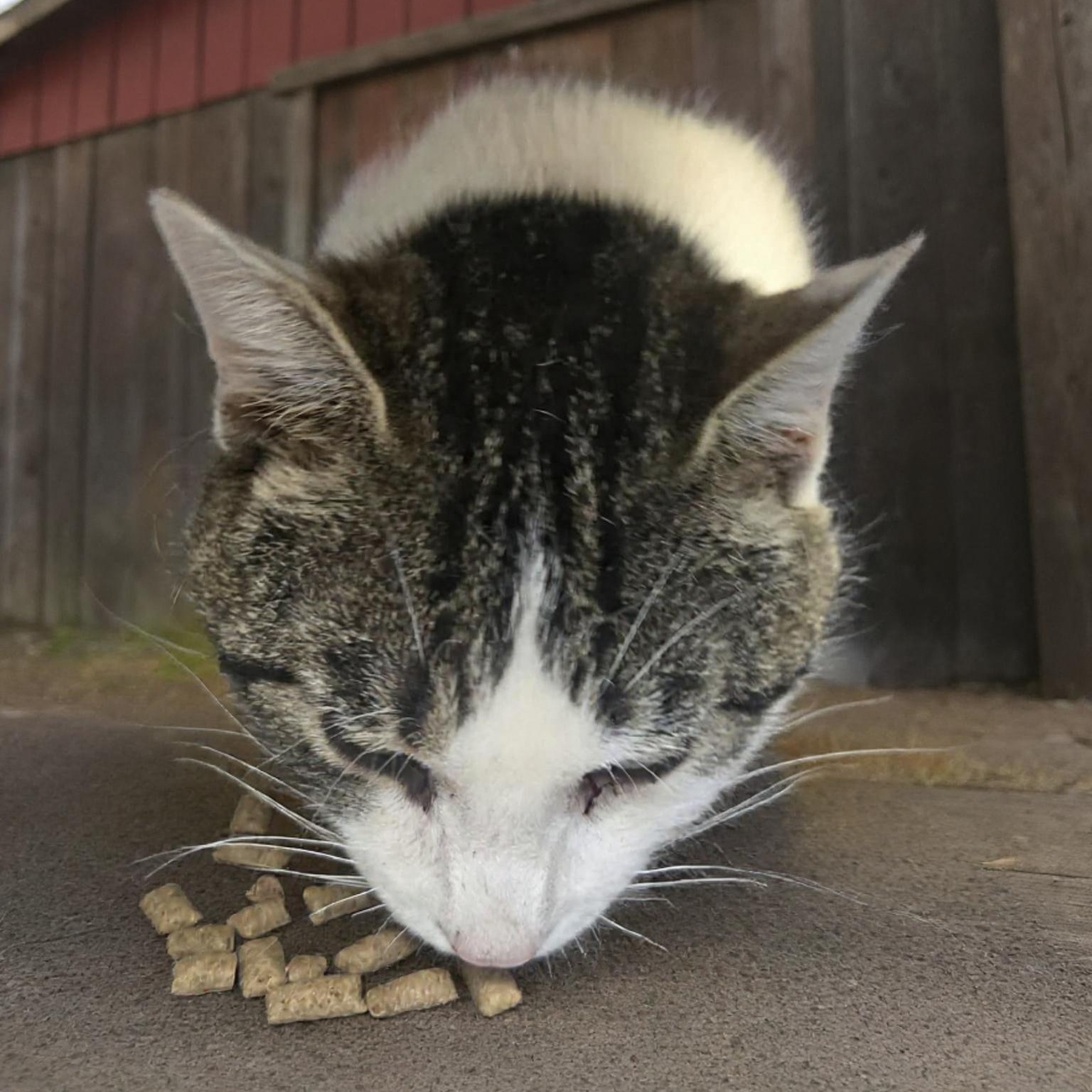 Enlarge Nigel (Coming Soon...), an adopted Domestic Short Hair in Xenia , OH image 6/6