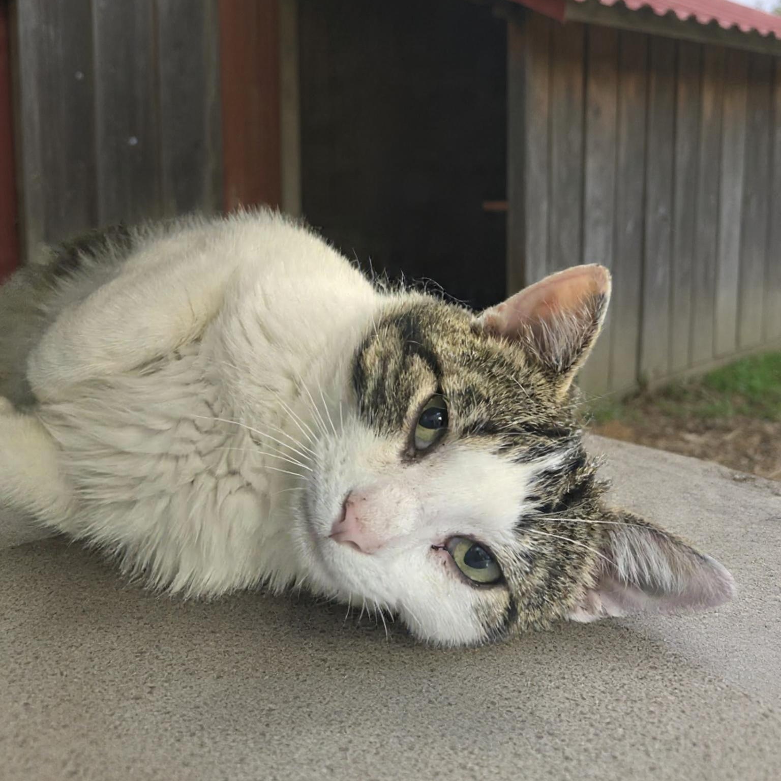 Enlarge Nigel (Coming Soon...), an adopted Domestic Short Hair in Xenia , OH image 2/6